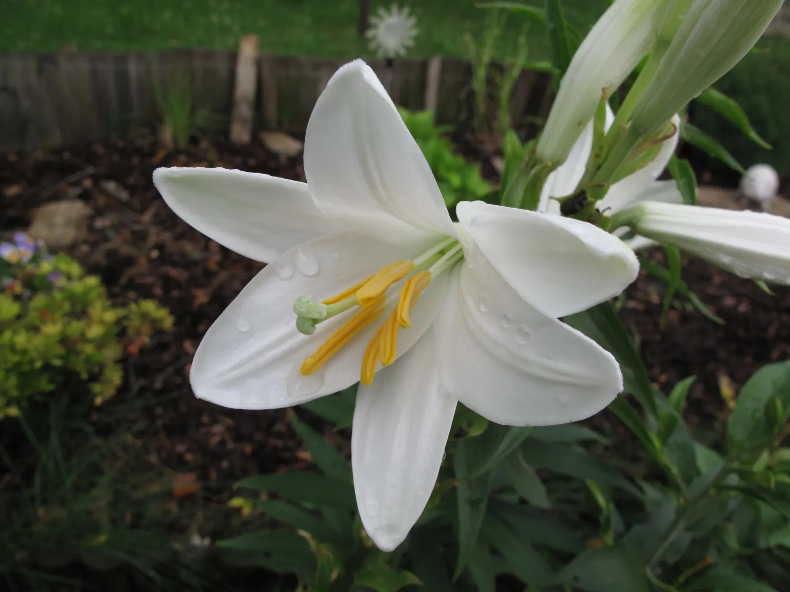 Easter Lily (Lilium Longiflorum) — Mature height is about 18-36 inches with a spread of 12-18 inches