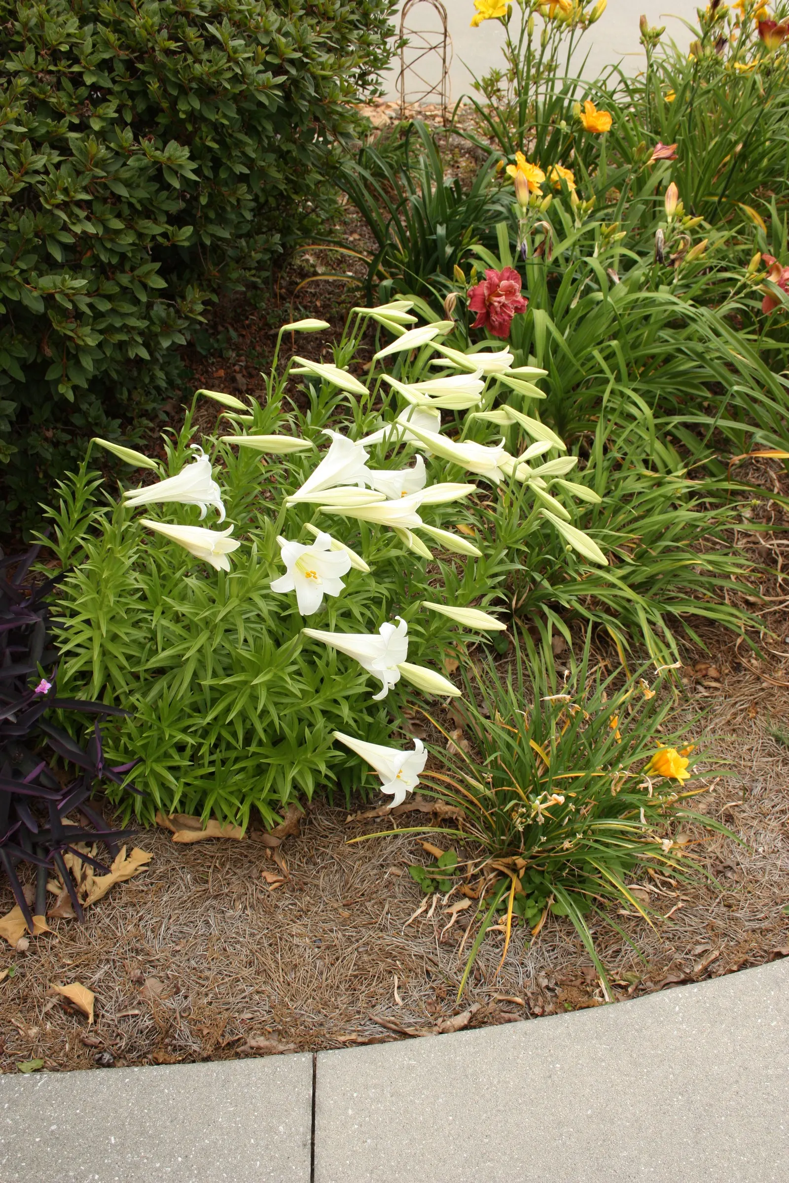 Easter Lily (Lilium Longiflorum) — Thriving in USDA zones 4-9, it requires well-drained soil in full sun to partial shade; multi-colored and white, image 83