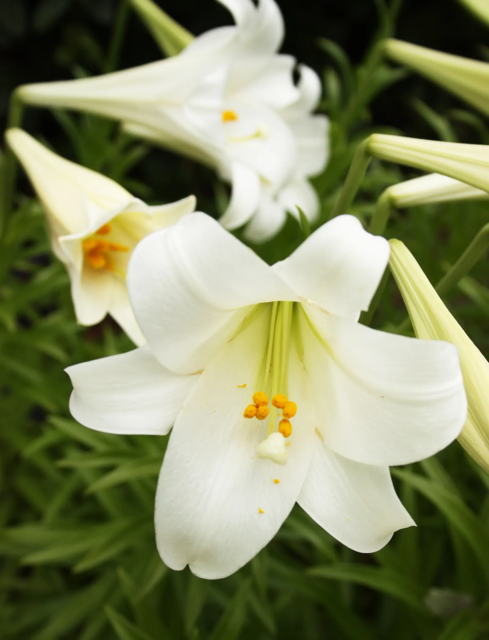 Easter Lily (Lilium Longiflorum) — The soil should be kept moist; it requires a site that offers at least six hours of direct sunlight and, image 57