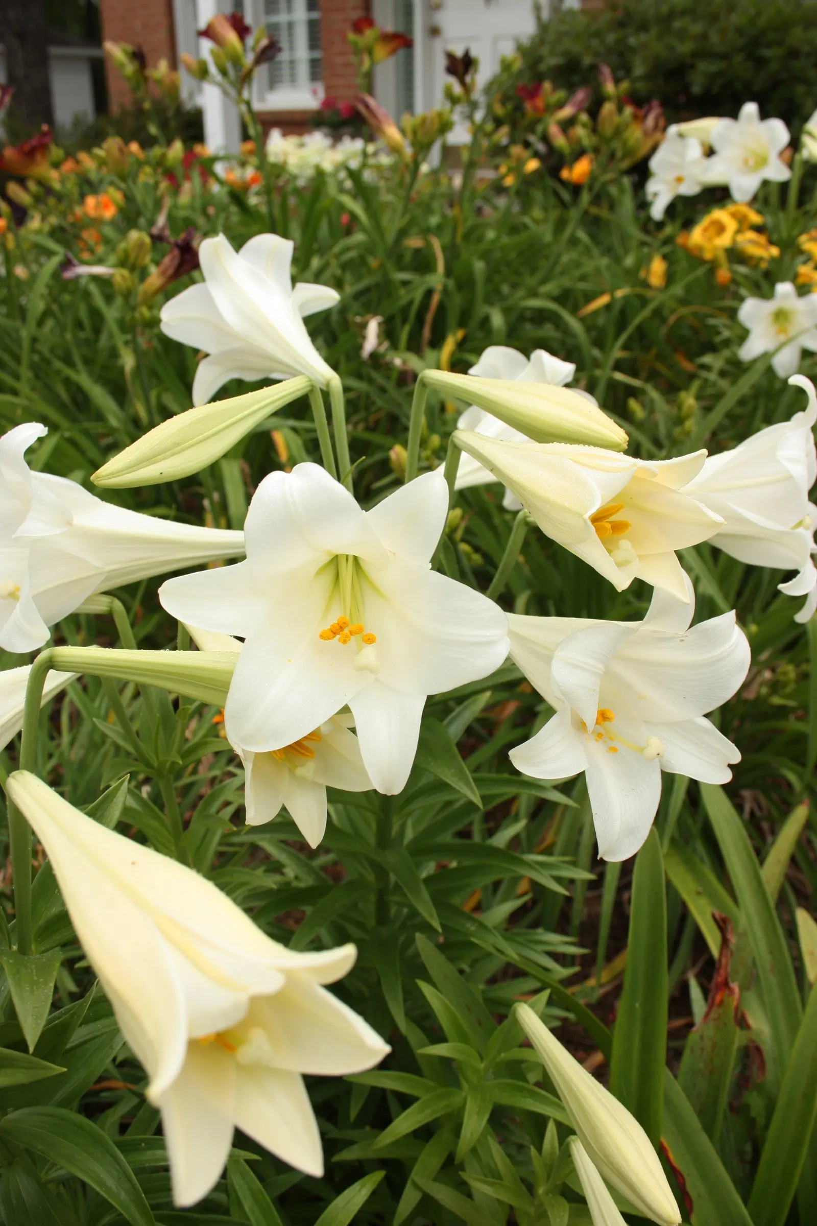 Easter Lily (Lilium Longiflorum) — arrayed in an impressive display atop sturdy; is a heralded bulbous perennial, image 73