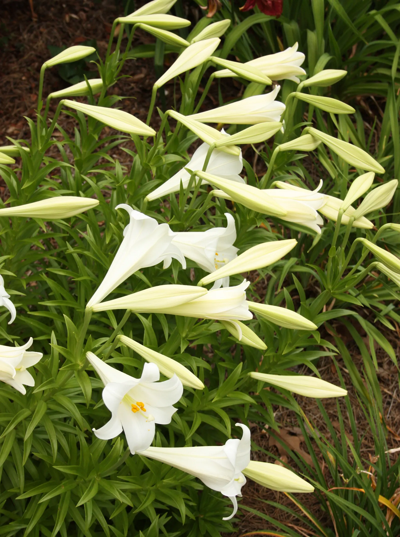Easter Lily (Lilium Longiflorum) — The pristine white blooms can span 6 to 7 inches in length; easter Lily (Lilium longiflorum) exudes elegance, image 112