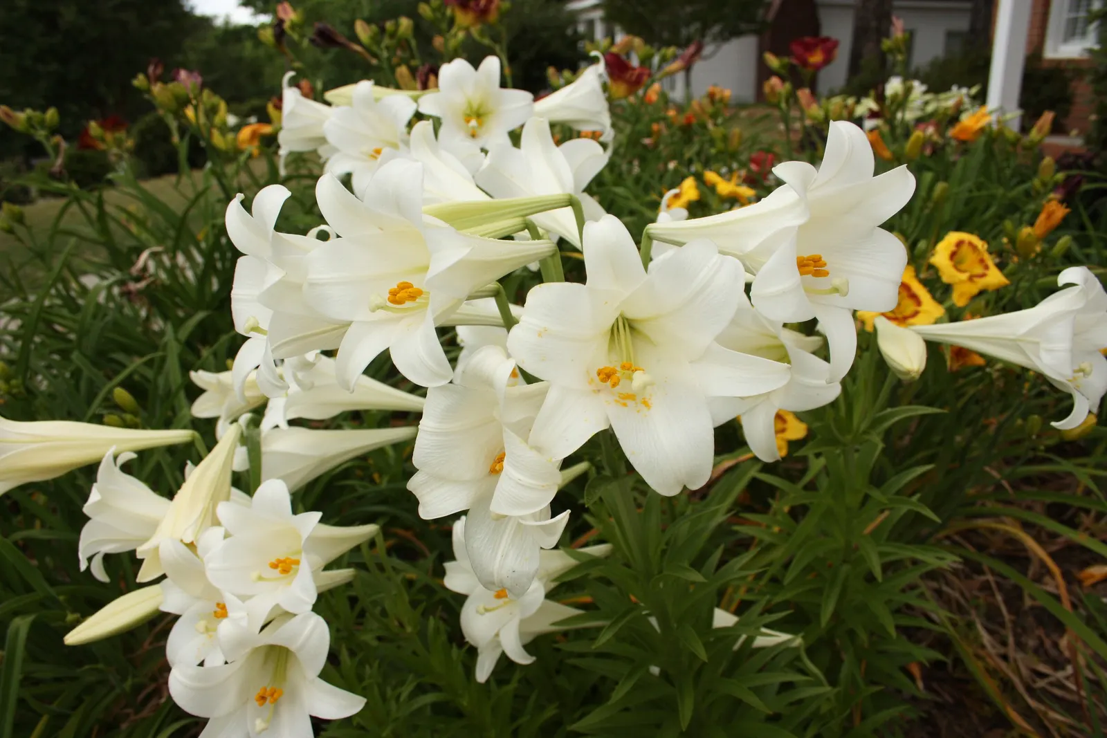 Easter Lily (Lilium Longiflorum) — the Easter Lily commands attention; lilium longiflorum thrives in full sun to partial shade