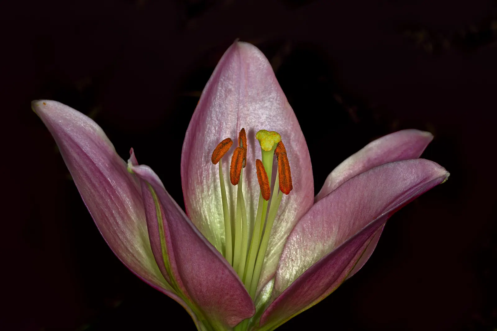 Easter Lily (Lilium Longiflorum) — To optimize its potential; fragrant white flowers that typically bloom in late spring to early summer