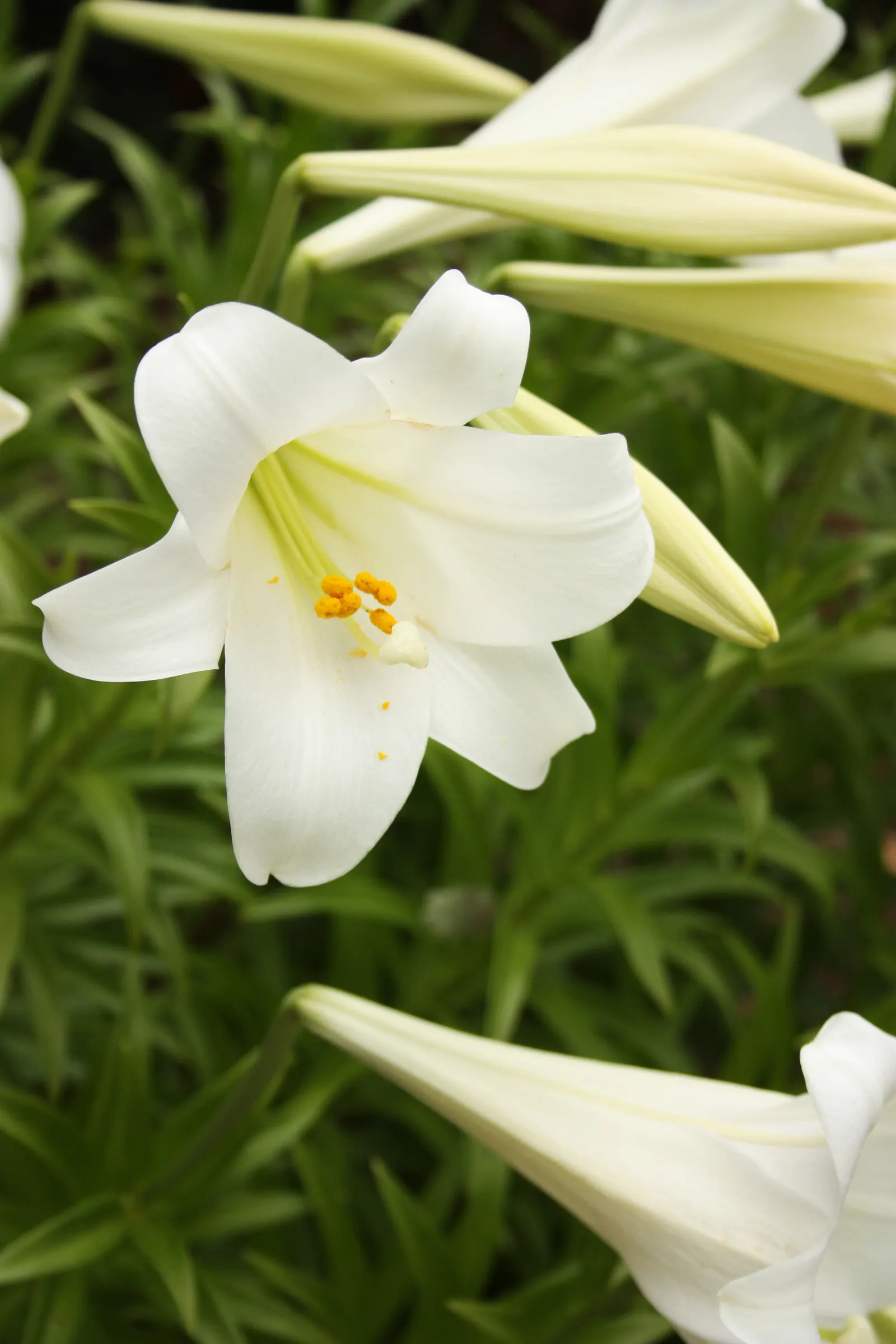 Easter Lily (Lilium Longiflorum) — it symbolizes hope and purity; bulb with multi-colored and white and yellow blooms