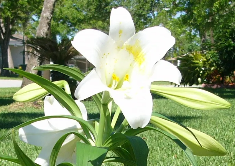 Easter Lily (Lilium Longiflorum) — The pristine white blooms can span 6 to 7 inches in length; easter Lily (Lilium longiflorum) exudes elegance, image 52