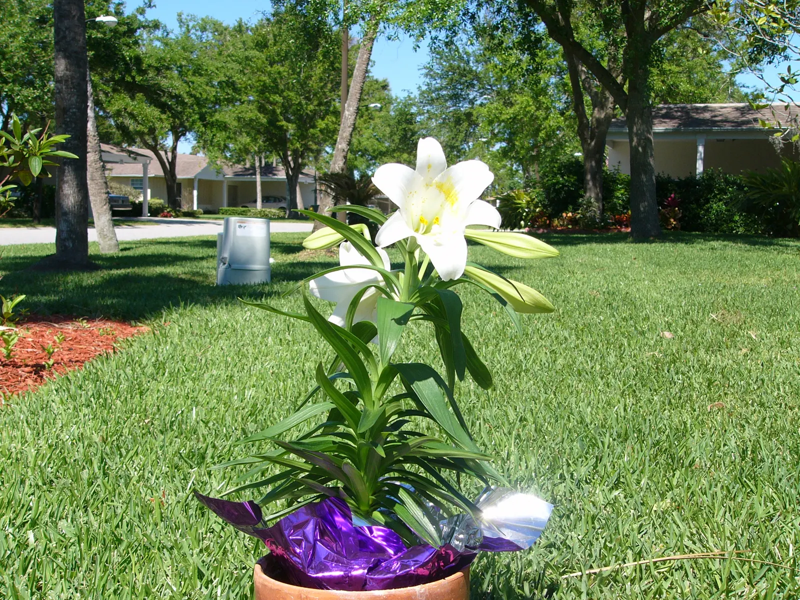 Easter Lily (Lilium Longiflorum) — bulb for full or half; the soil should be kept moist, image 80