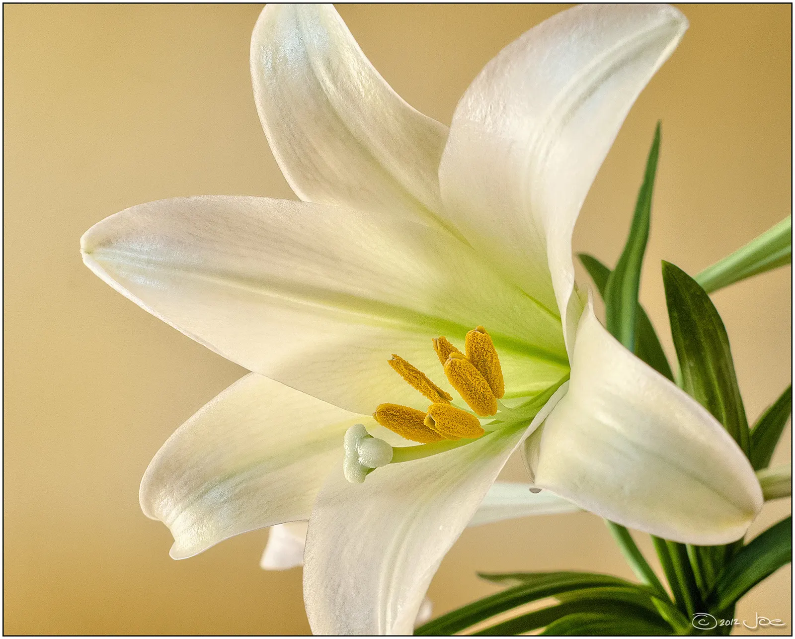 Easter Lily (Lilium Longiflorum) — The pristine white blooms can span 6 to 7 inches in length