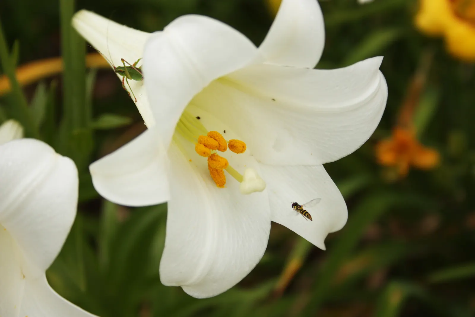 Easter Lily (Lilium Longiflorum) — multi-colored and white and yellow flowers in the garden