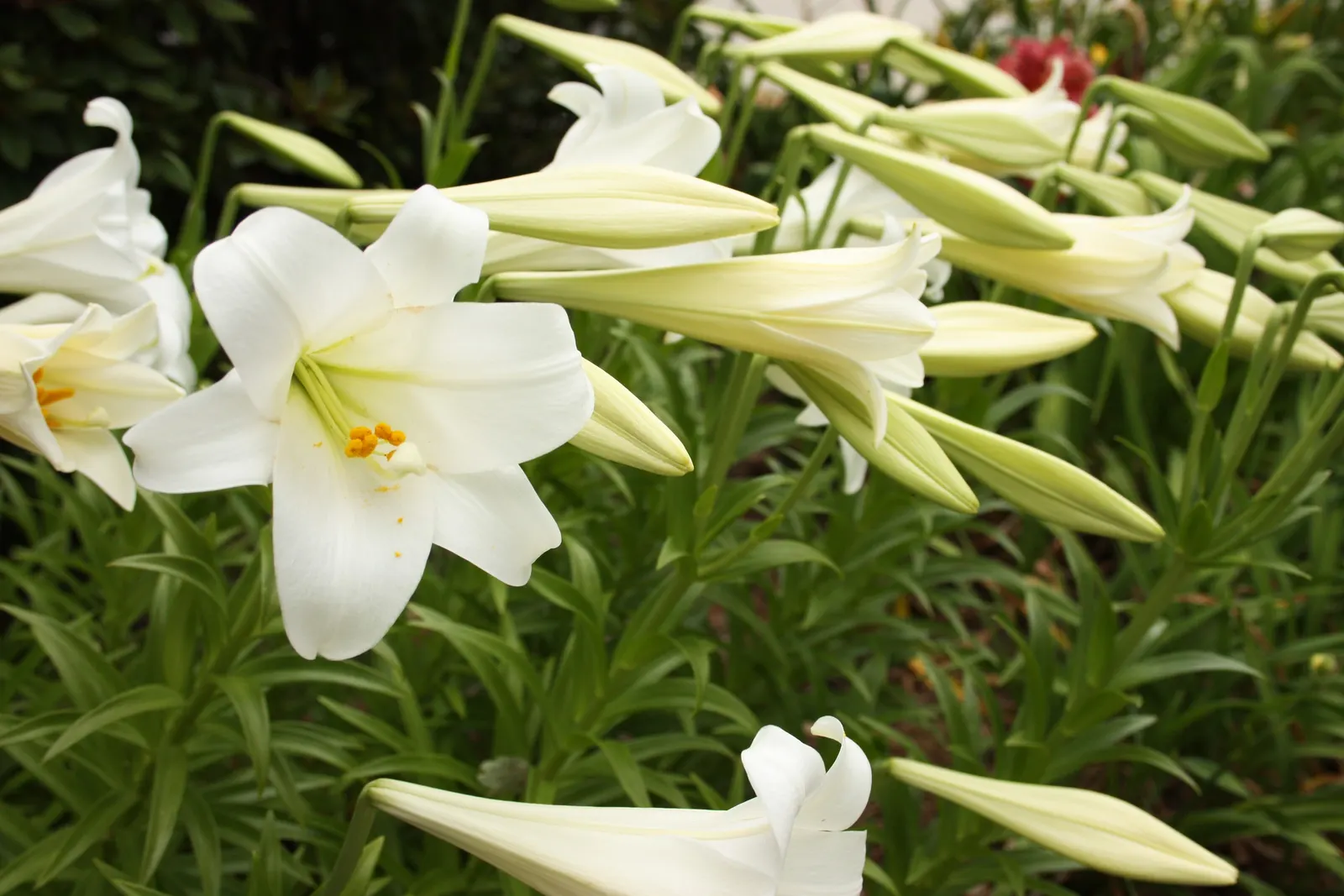 Easter Lily (Lilium Longiflorum) — fragrant white flowers that typically bloom in late spring to early summer; the Easter Lily commands attention, image 62