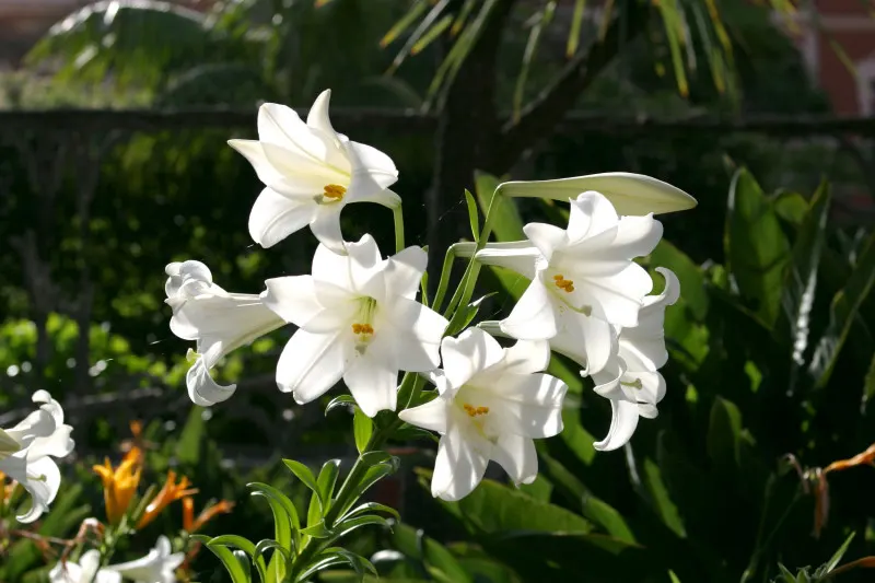 Easter Lily (Lilium Longiflorum) — enhancing any garden design or Easter display; it symbolizes hope and purity, image 47