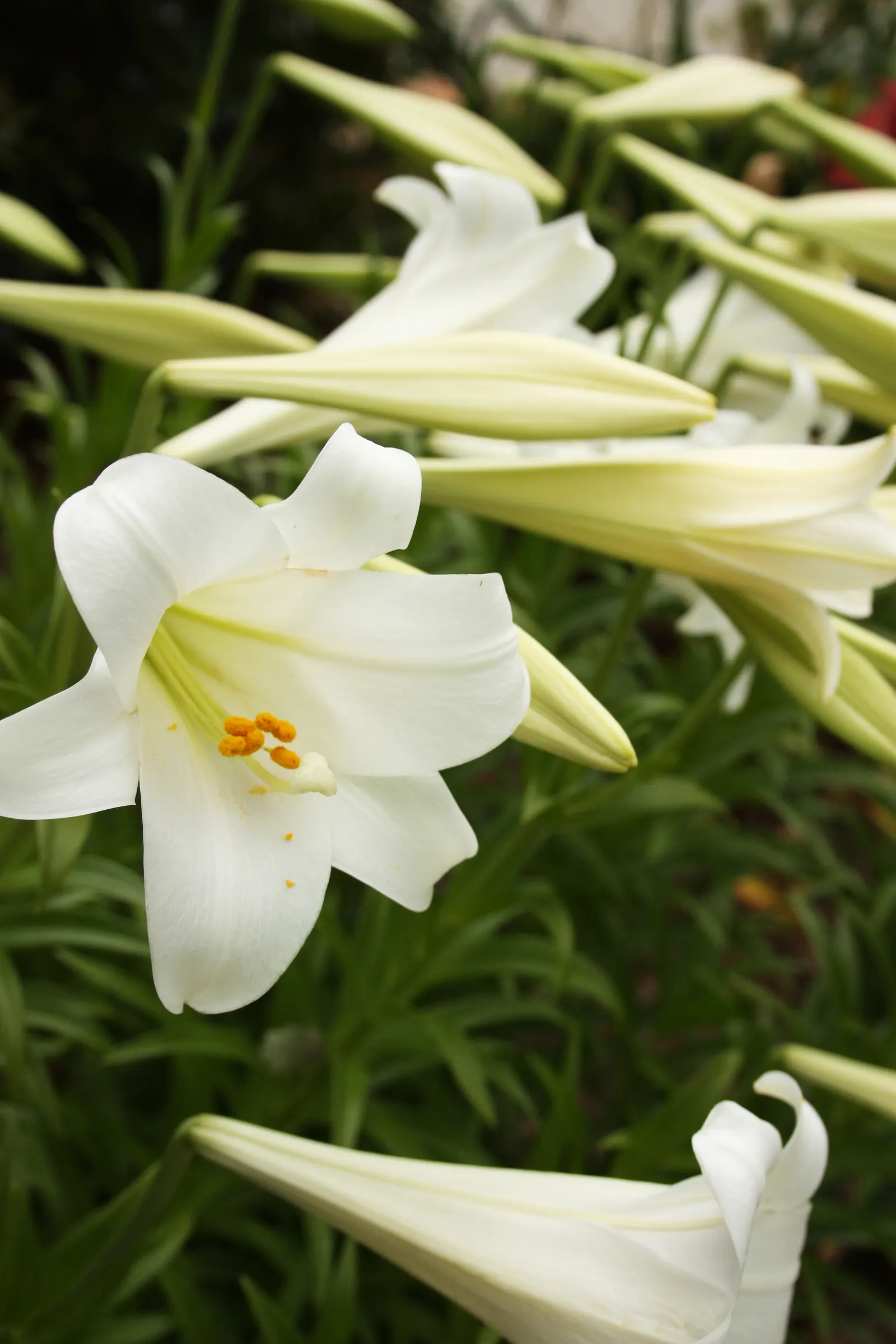 Easter Lily (Lilium Longiflorum) — it symbolizes hope and purity; bulb with multi-colored and white and yellow blooms, image 66