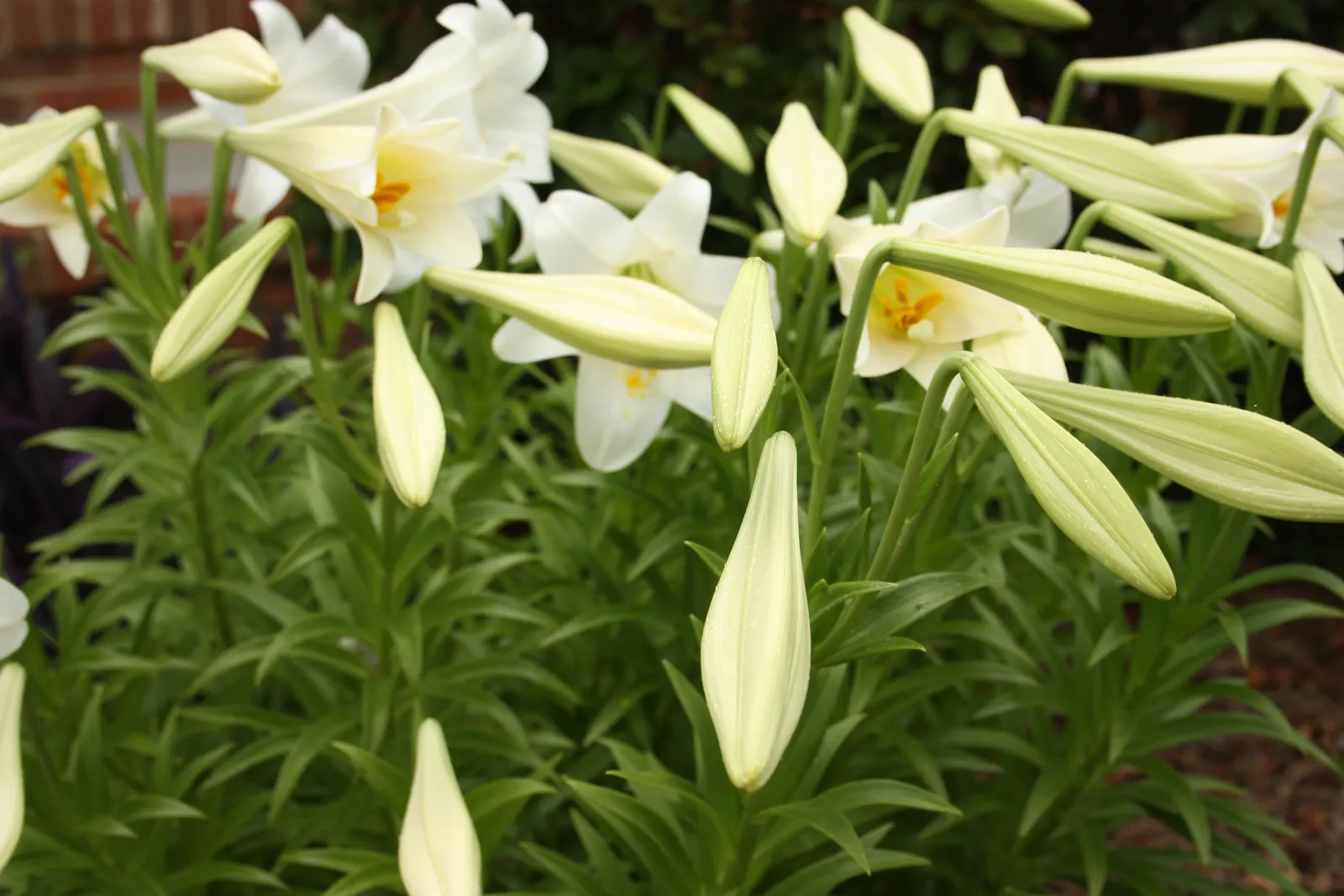 Easter Lily (Lilium Longiflorum) — trumpet-shaped blossoms that exude an intoxicating fragrance; enhancing any garden design or Easter display, image 50