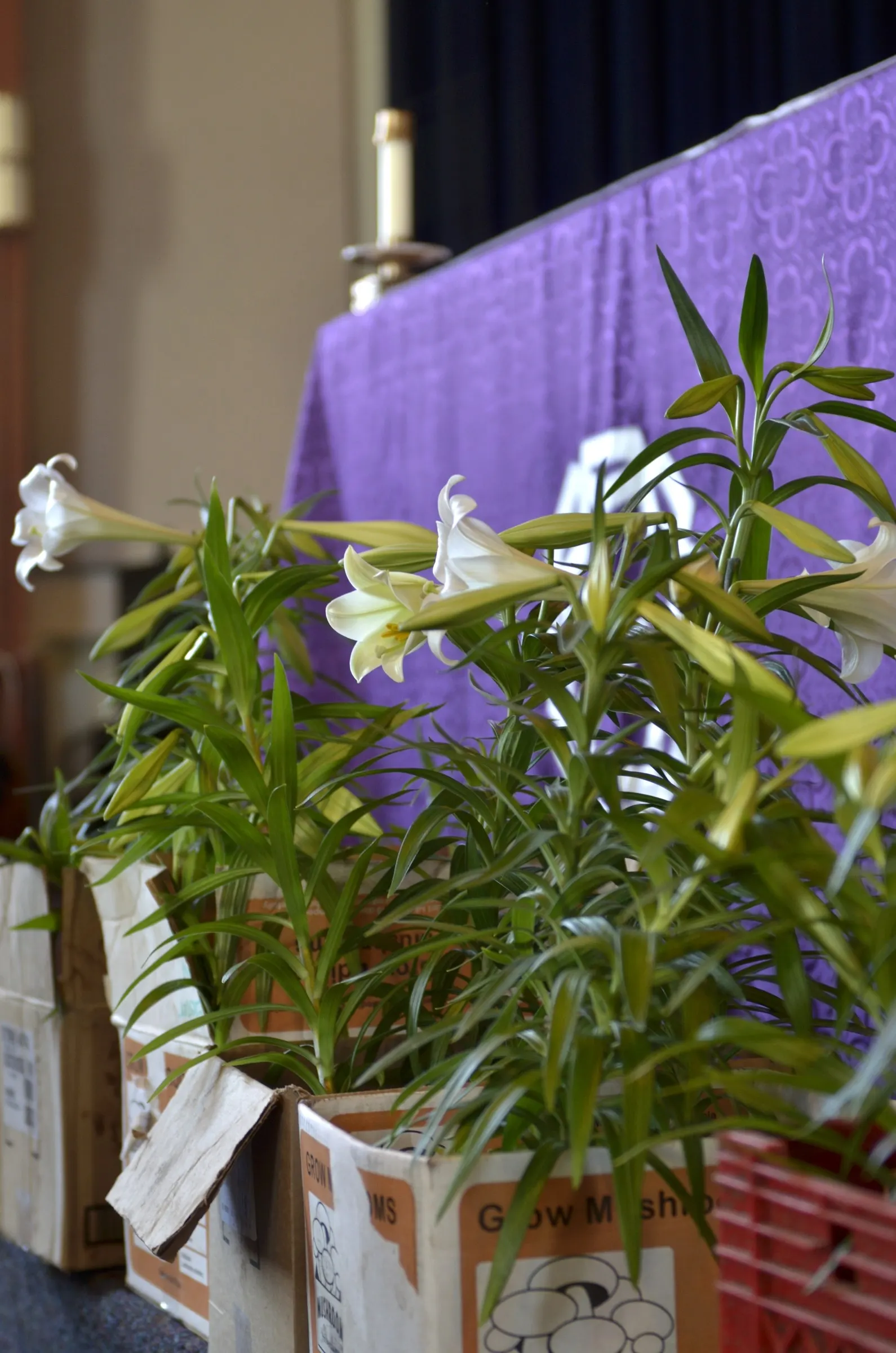 Easter Lily (Lilium Longiflorum) — Thriving in USDA zones 4-9, it requires well-drained soil in full sun to partial shade; multi-colored and white, image 43