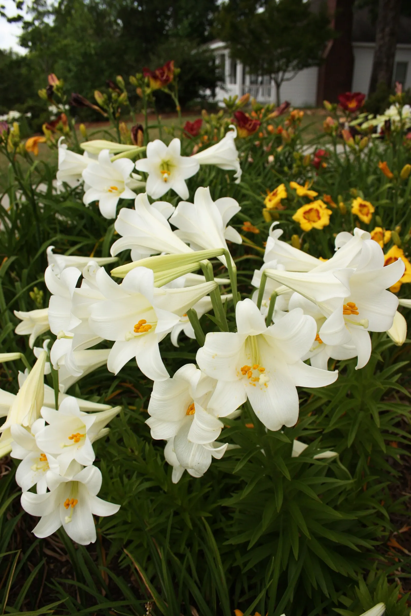 Easter Lily (Lilium Longiflorum) — cherished for its pristine; bulb for full or half, image 89