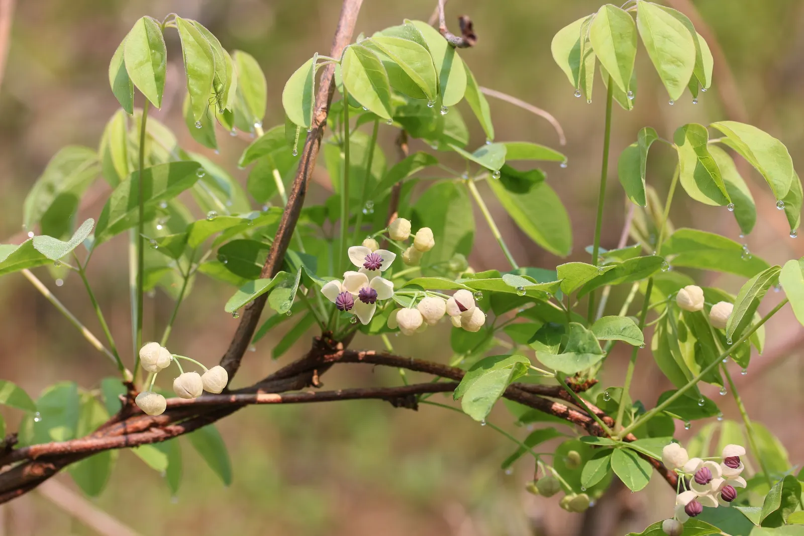 Five-Leaf Akebia (Akebia Quinata) — vine for full or half or shade