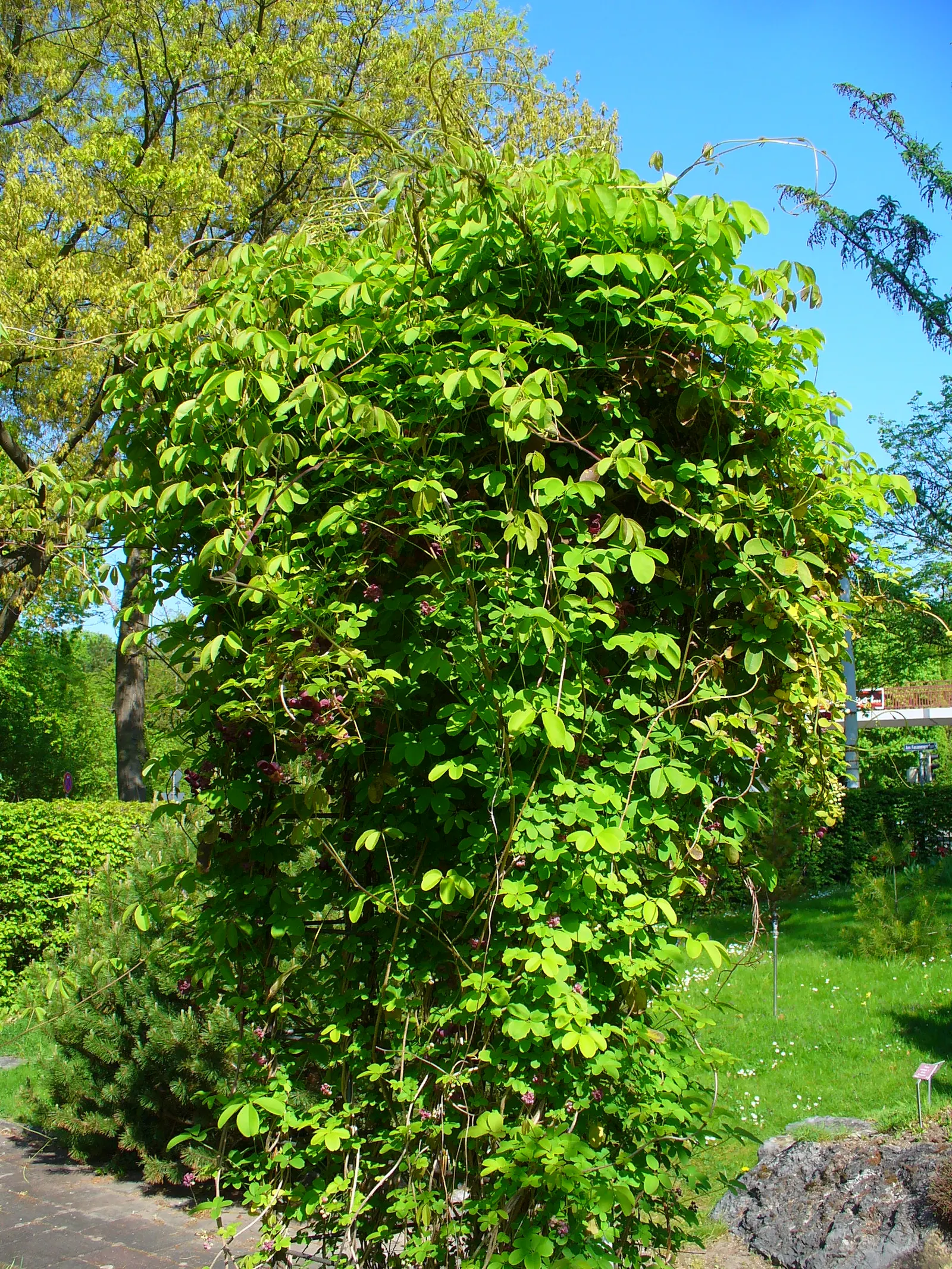 Five-Leaf Akebia (Akebia Quinata) — each approximately 1.5 to 3 inches long