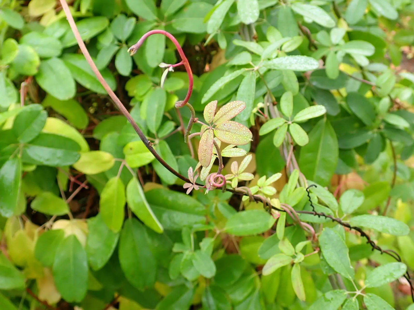 Five-Leaf Akebia (Akebia Quinata) — and promote new bud formation