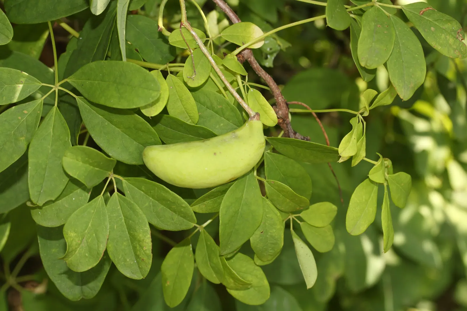 Five-Leaf Akebia (Akebia Quinata) — with vines that can rapidly extend upwards of 20 to 30 feet in length; pruning is advisable after flowering to maintain