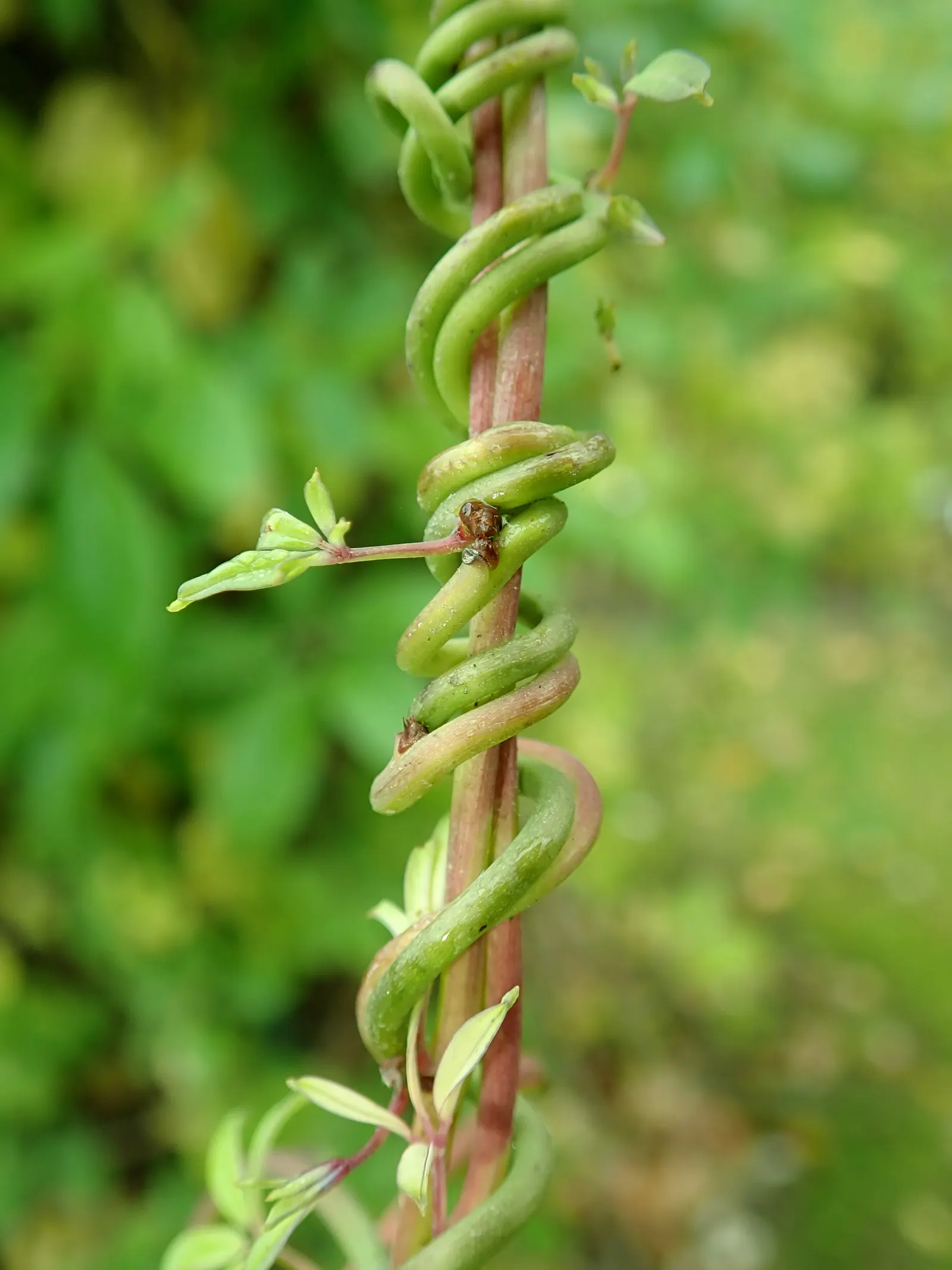 Five-Leaf Akebia (Akebia Quinata) — flourishes in USDA hardiness zones 4 through 8 and can thrive in a range of soil types; presents a distinctive addition to