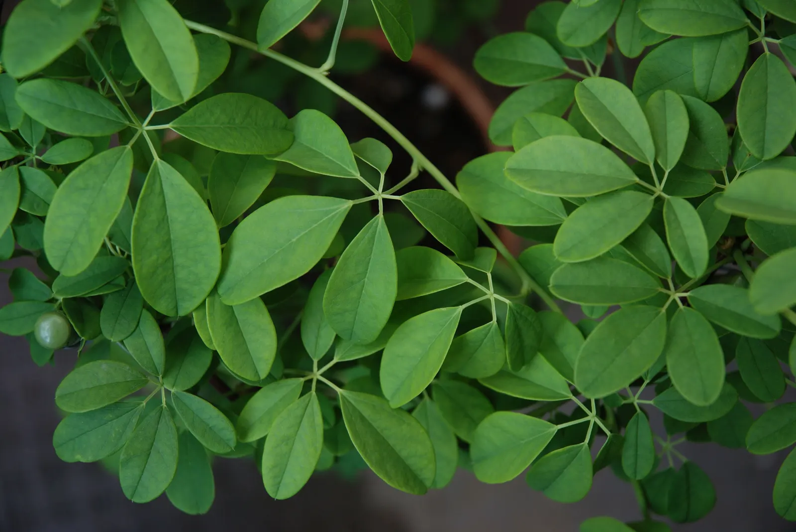 Five-Leaf Akebia (Akebia Quinata) — and a spread of about 6 to 9 feet; vine for full or half or shade