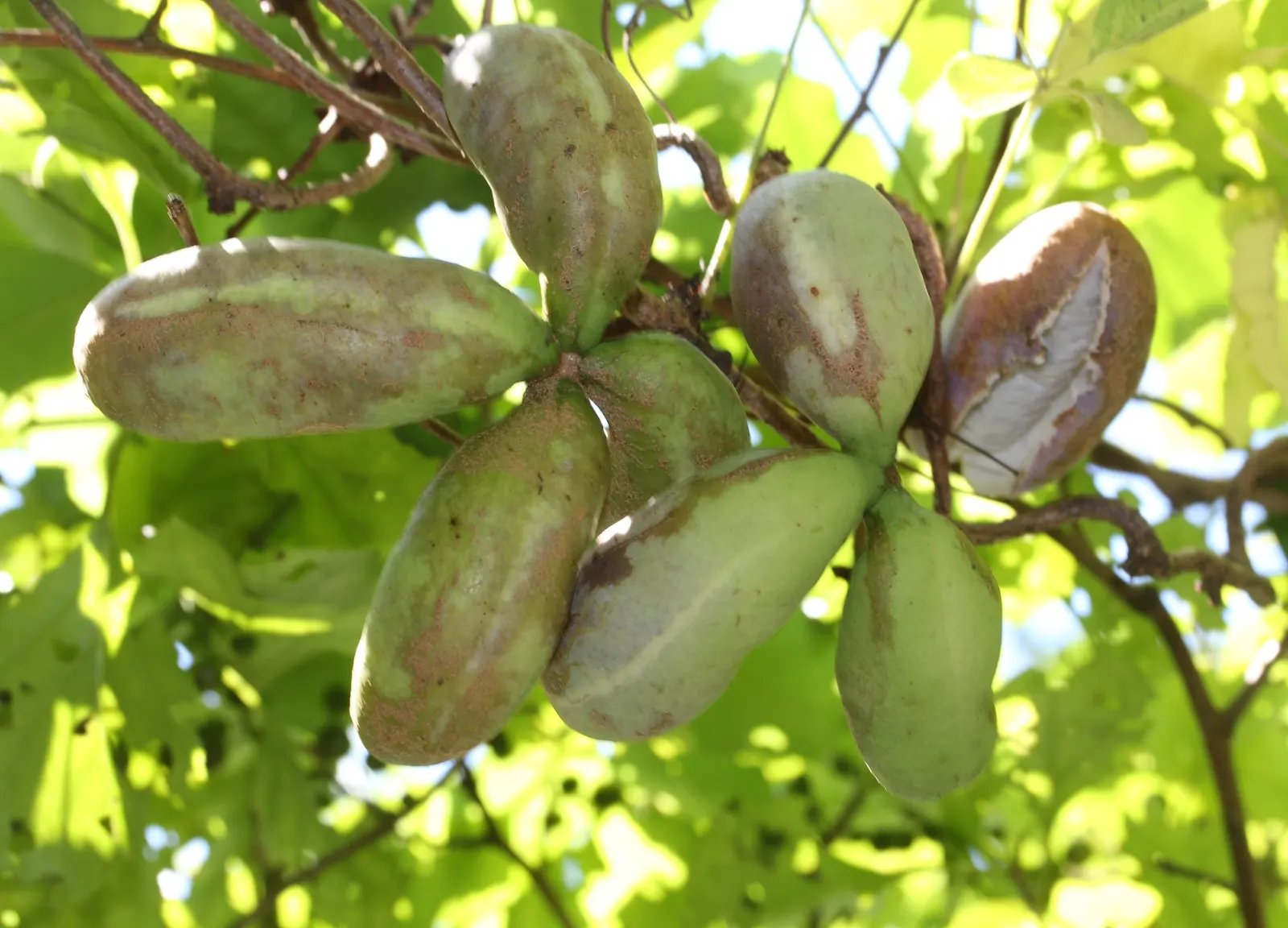 Five-Leaf Akebia (Akebia Quinata) — flourishes in USDA hardiness zones 4 through 8 and can thrive in a range of soil types