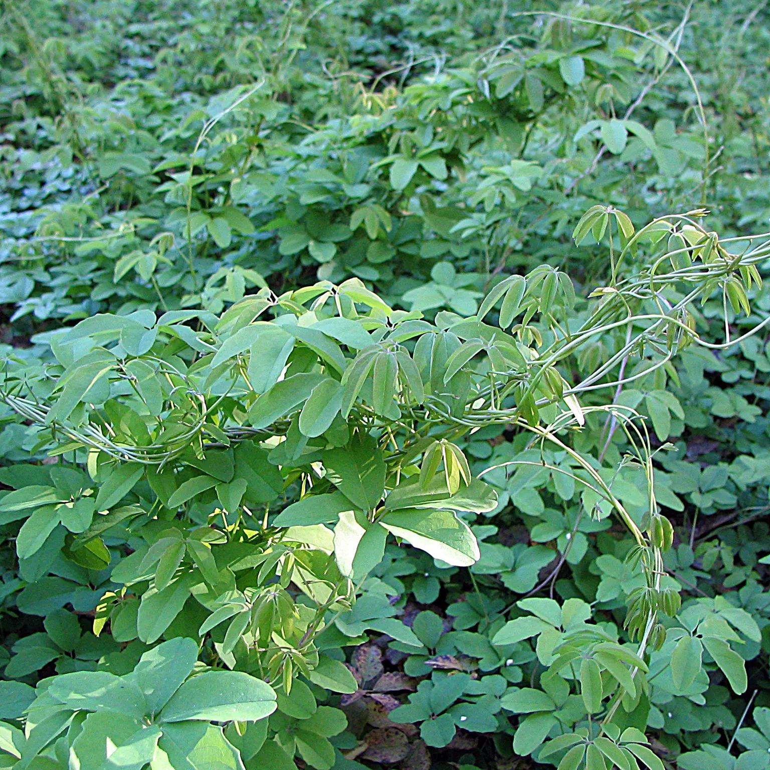 Five-Leaf Akebia (Akebia Quinata) — although a sunnier spot can enhance blooming