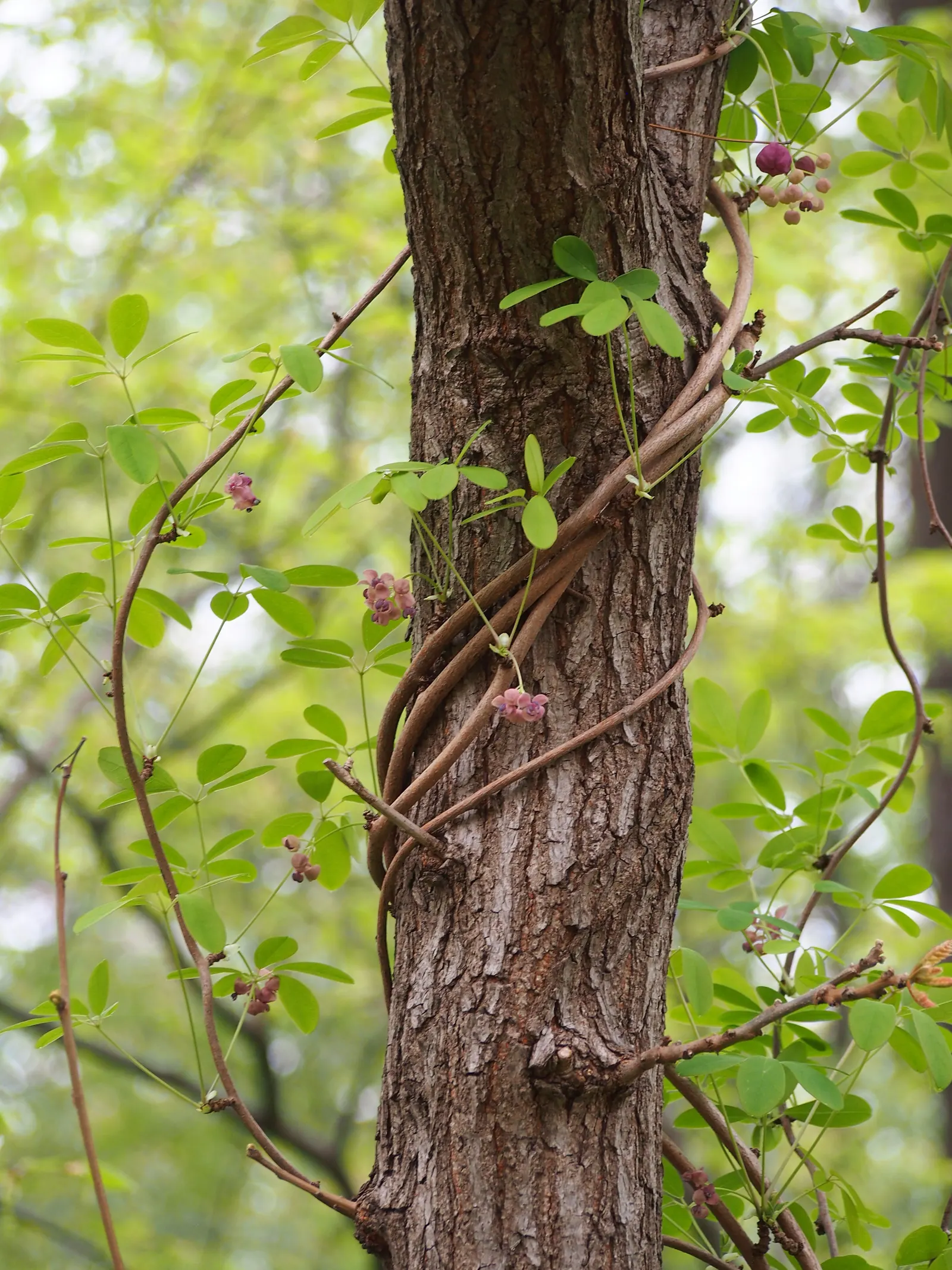 Five-Leaf Akebia (Akebia Quinata) — Regular watering is essential