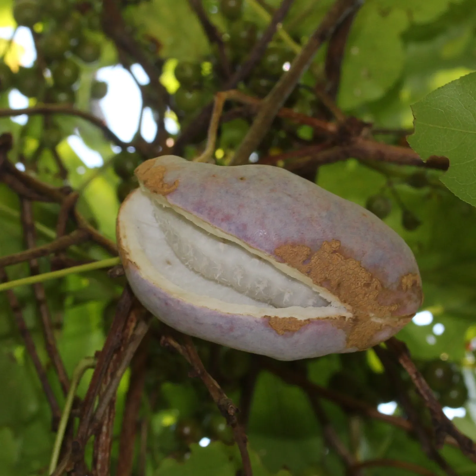 Five-Leaf Akebia (Akebia Quinata) — presents a distinctive addition to any garden
