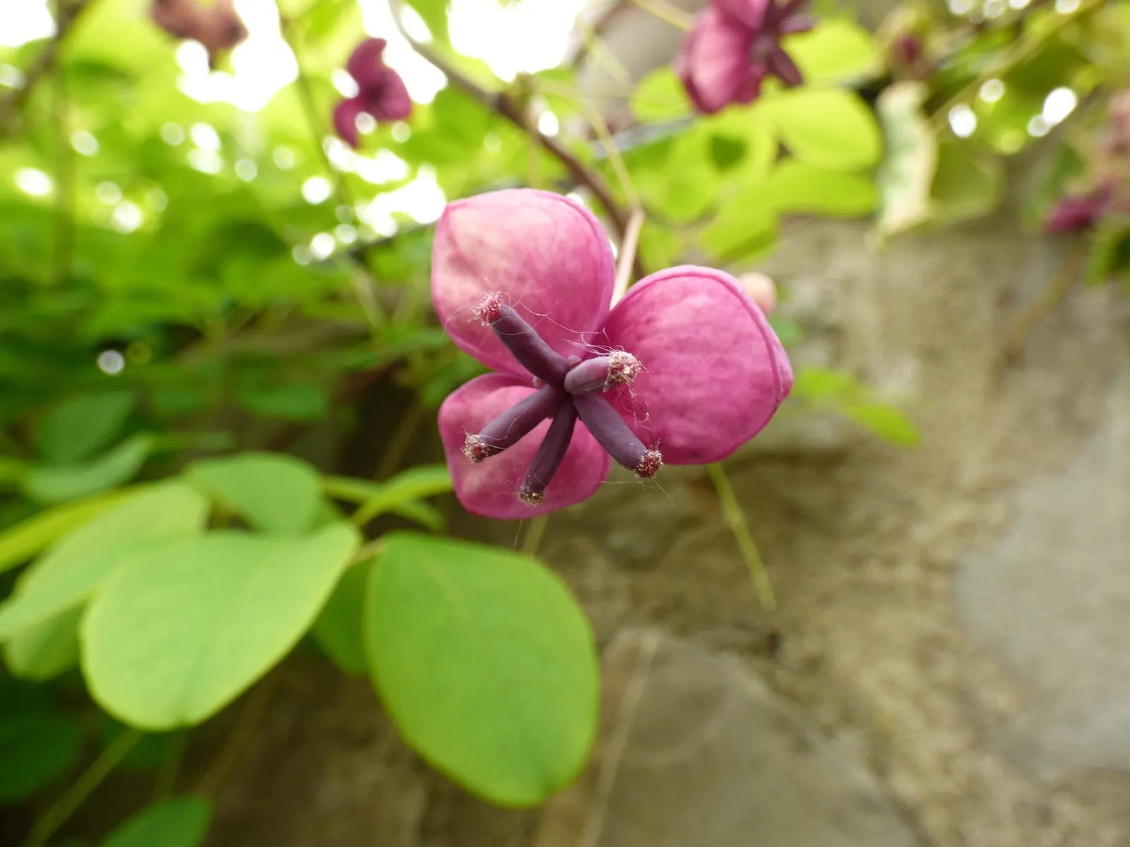 Five-Leaf Akebia (Akebia Quinata) — to keep this climbing beauty healthy and thriving; it prefers full sun to partial shade and well-drained soil, offering