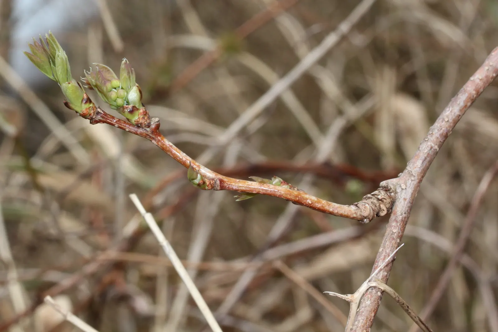 Five-Leaf Akebia (Akebia Quinata) — Berries may follow the spring flowers