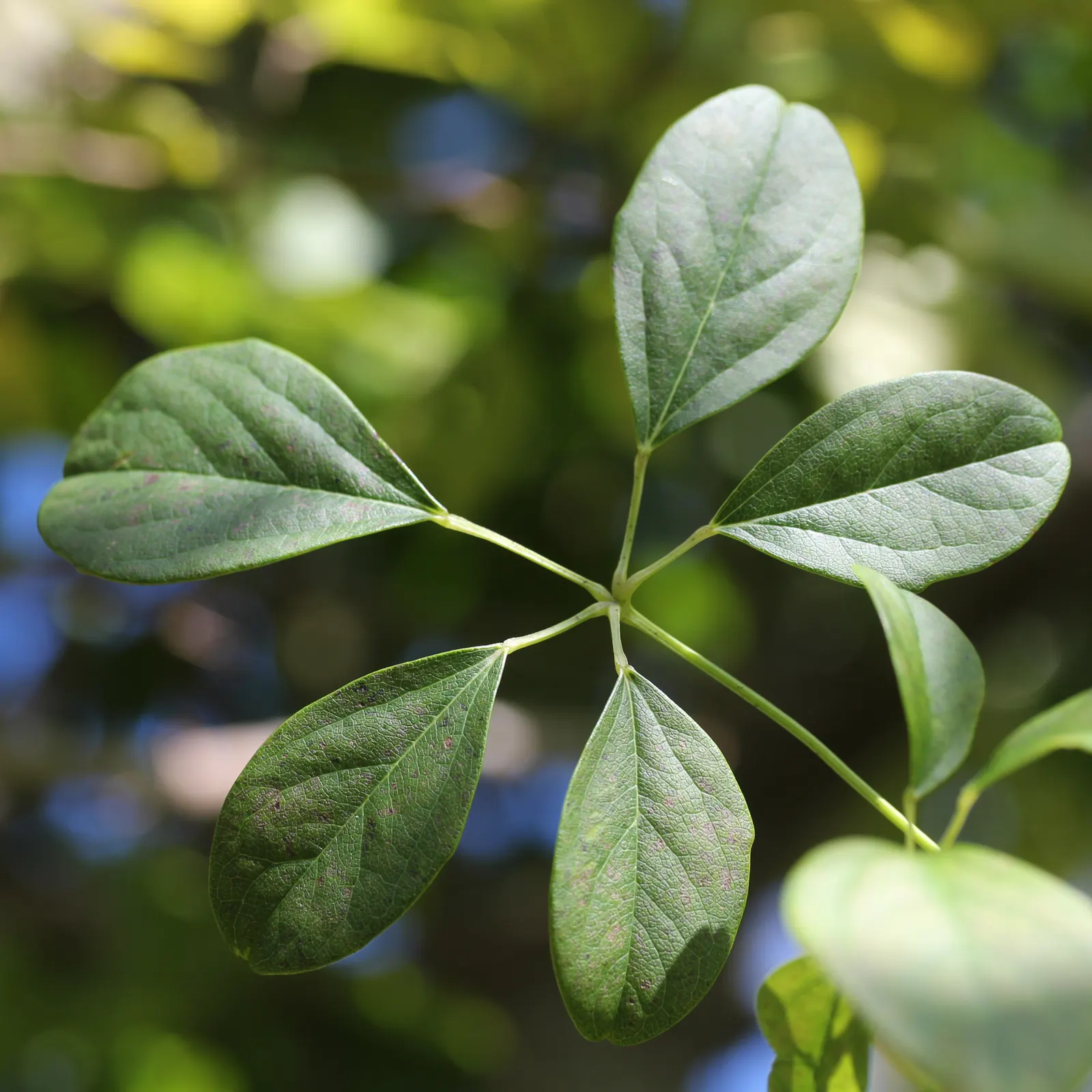 Five-Leaf Akebia (Akebia Quinata) — It prefers full sun to partial shade and well-drained soil, offering ornamental value and screening potential