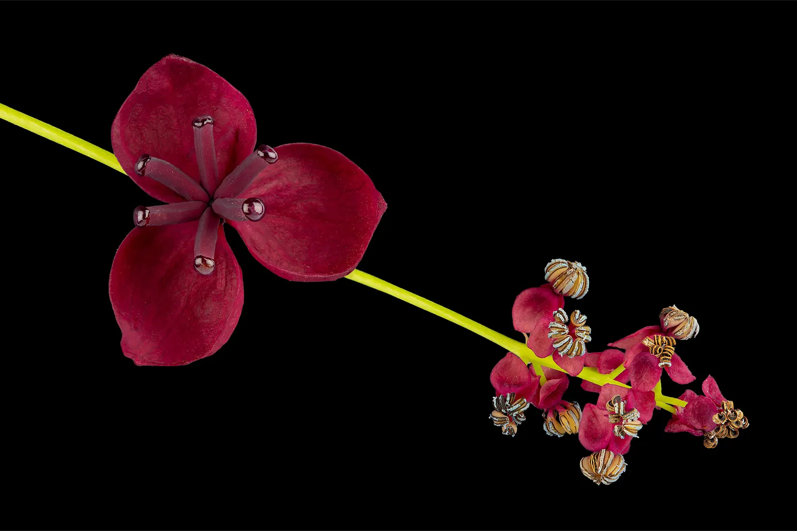 Five-Leaf Akebia (Akebia Quinata) — purple flowers in the garden; provided they are well-draining