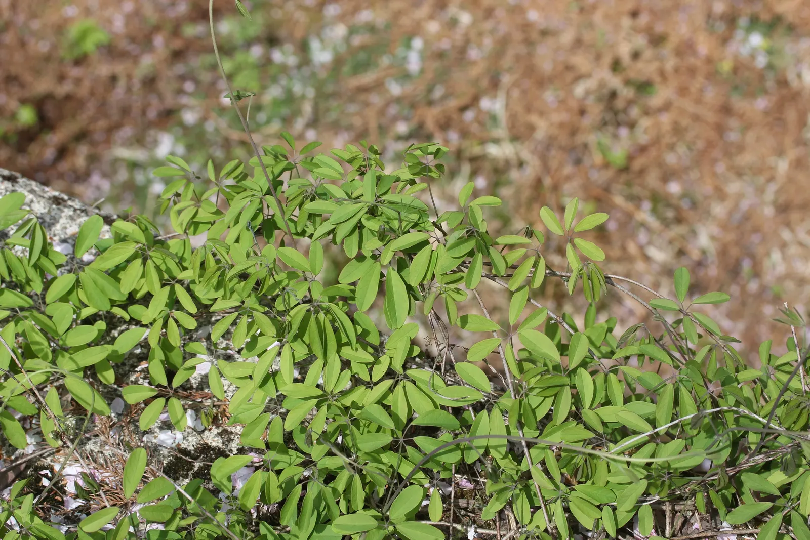 Five-Leaf Akebia (Akebia Quinata) — These blooms have the potential to develop into elongated