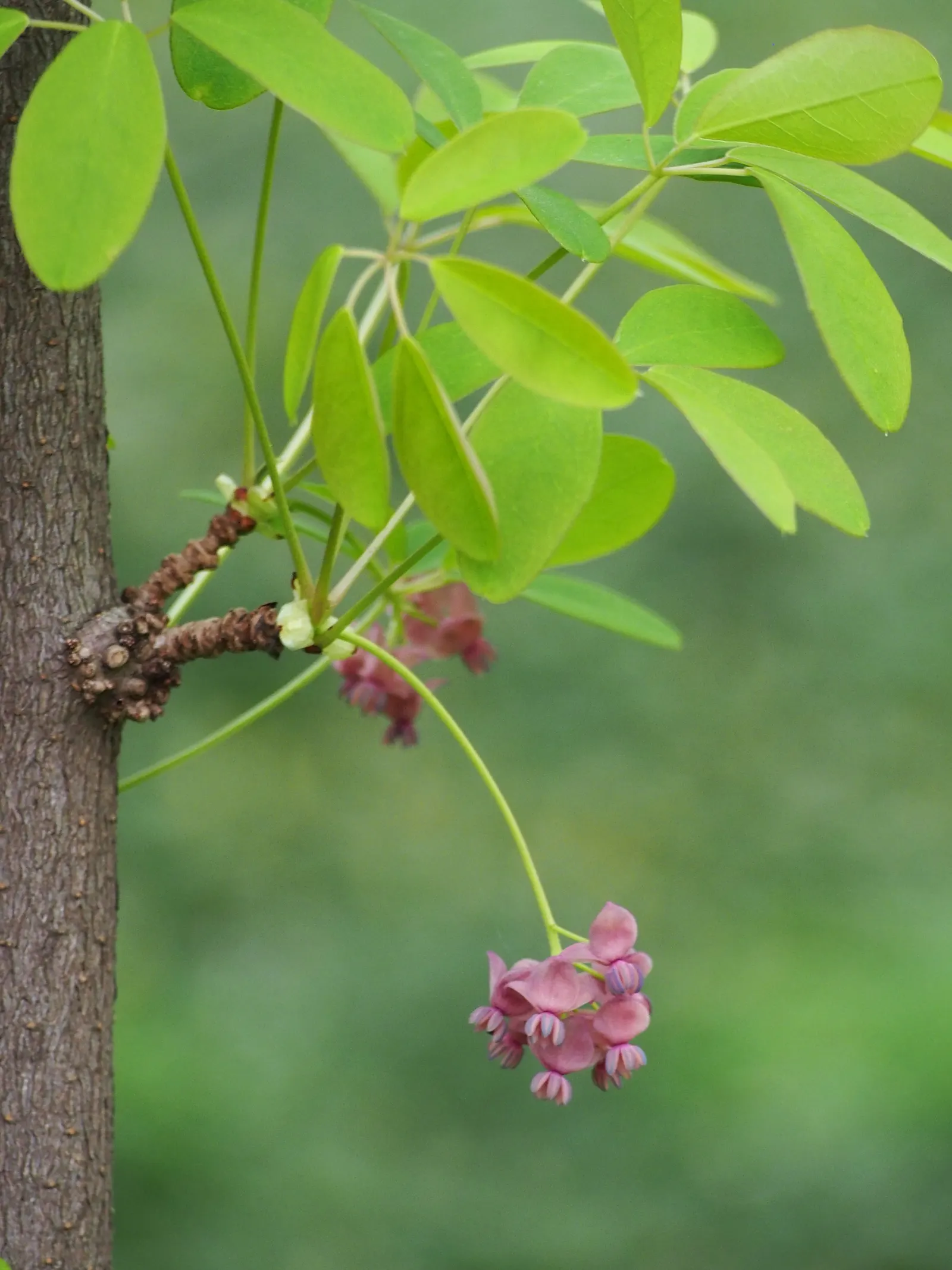 Five-Leaf Akebia (Akebia Quinata) — vine with purple blooms
