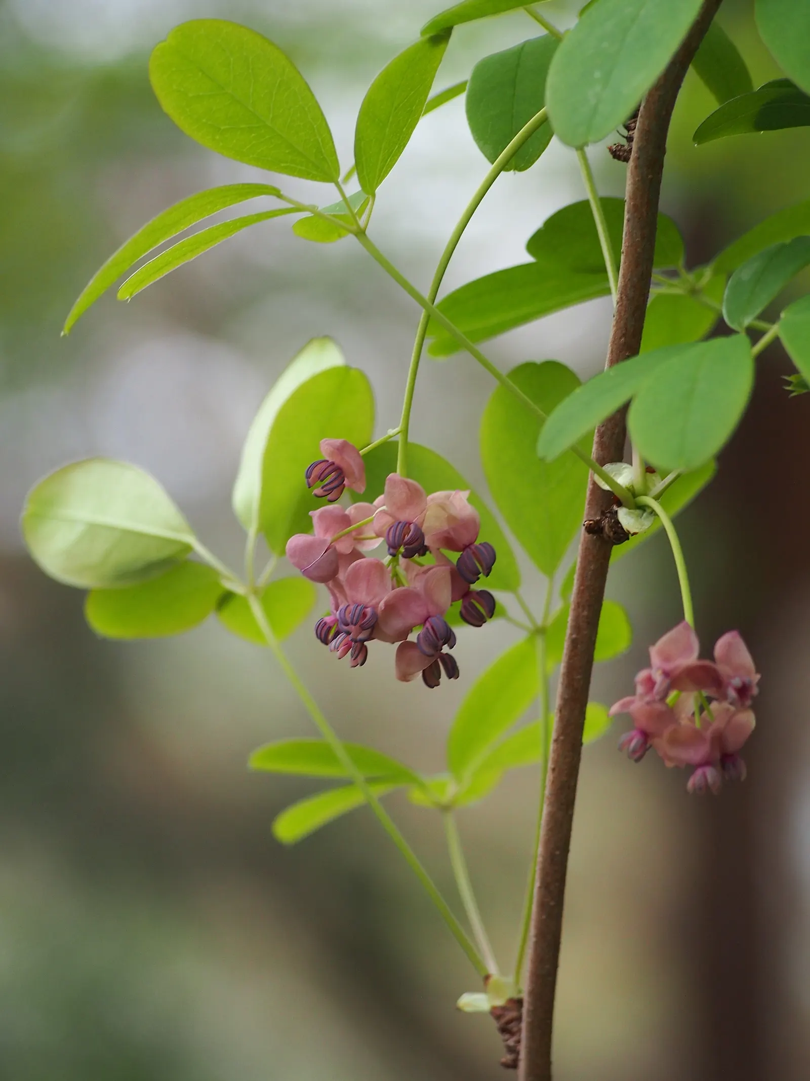 Five-Leaf Akebia (Akebia Quinata) — and a spread of about 6 to 9 feet
