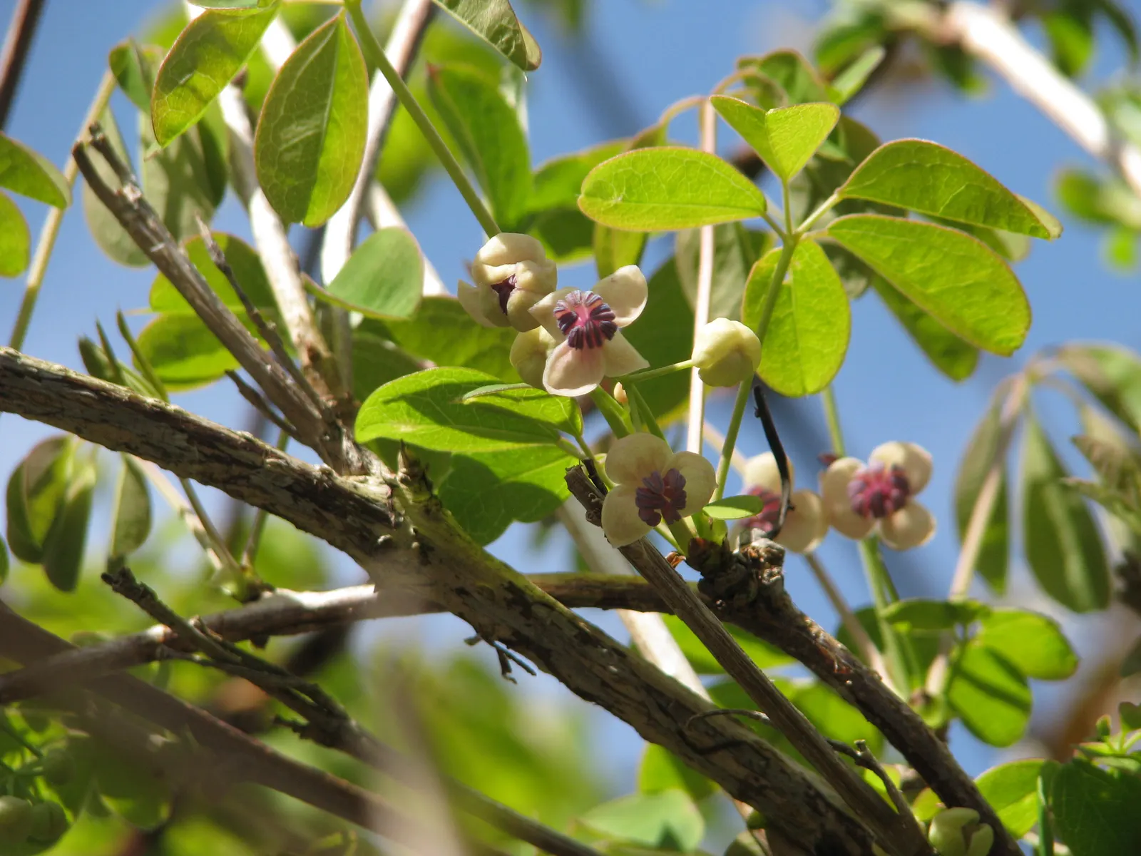 Five-Leaf Akebia (Akebia Quinata) — vine with purple blooms; these blooms have the potential to develop into elongated
