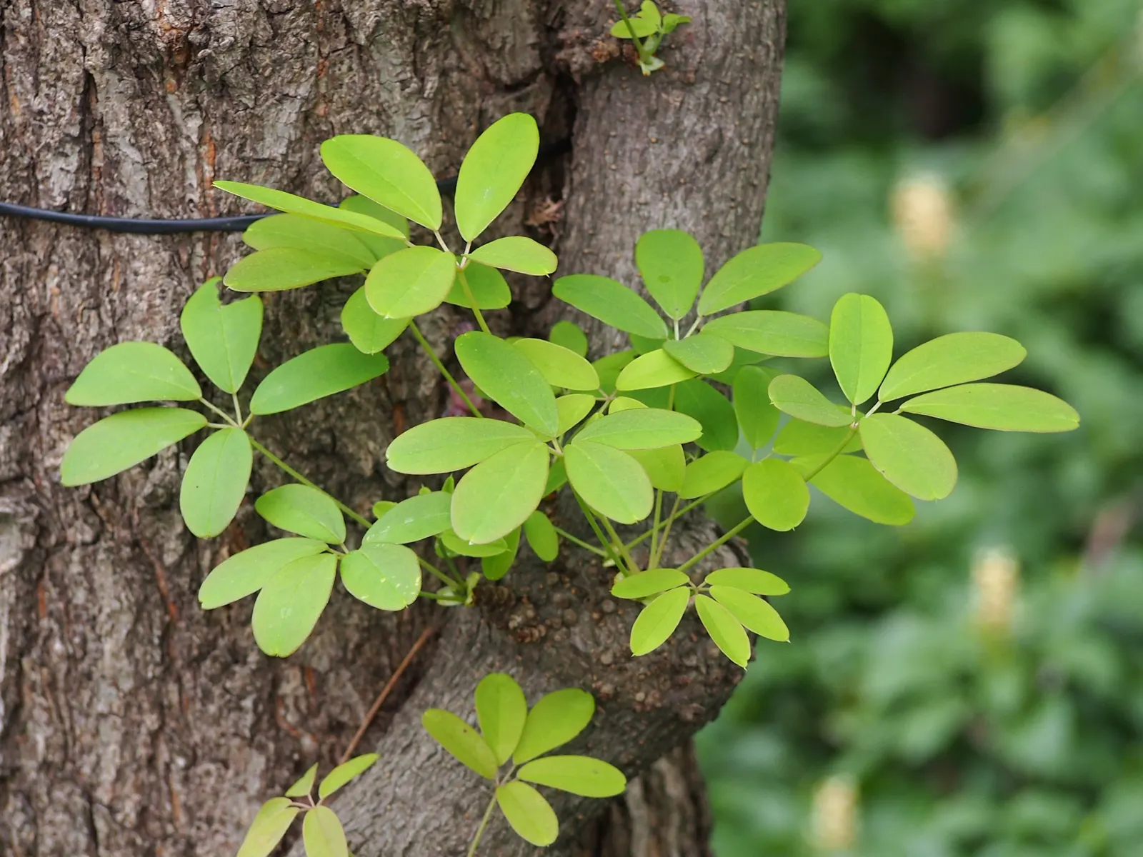 Five-Leaf Akebia (Akebia Quinata) — is a semi-evergreen climber known for its quintet of leaflets on each palmate leaf and fragrant; berries may follow the