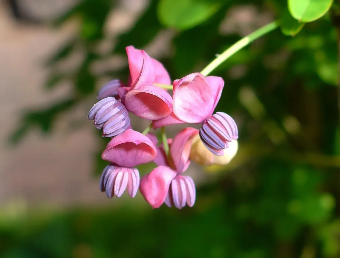 Five-Leaf Akebia (Akebia Quinata) — attracting wildlife while caution is advised due to potential invasiveness, image 32