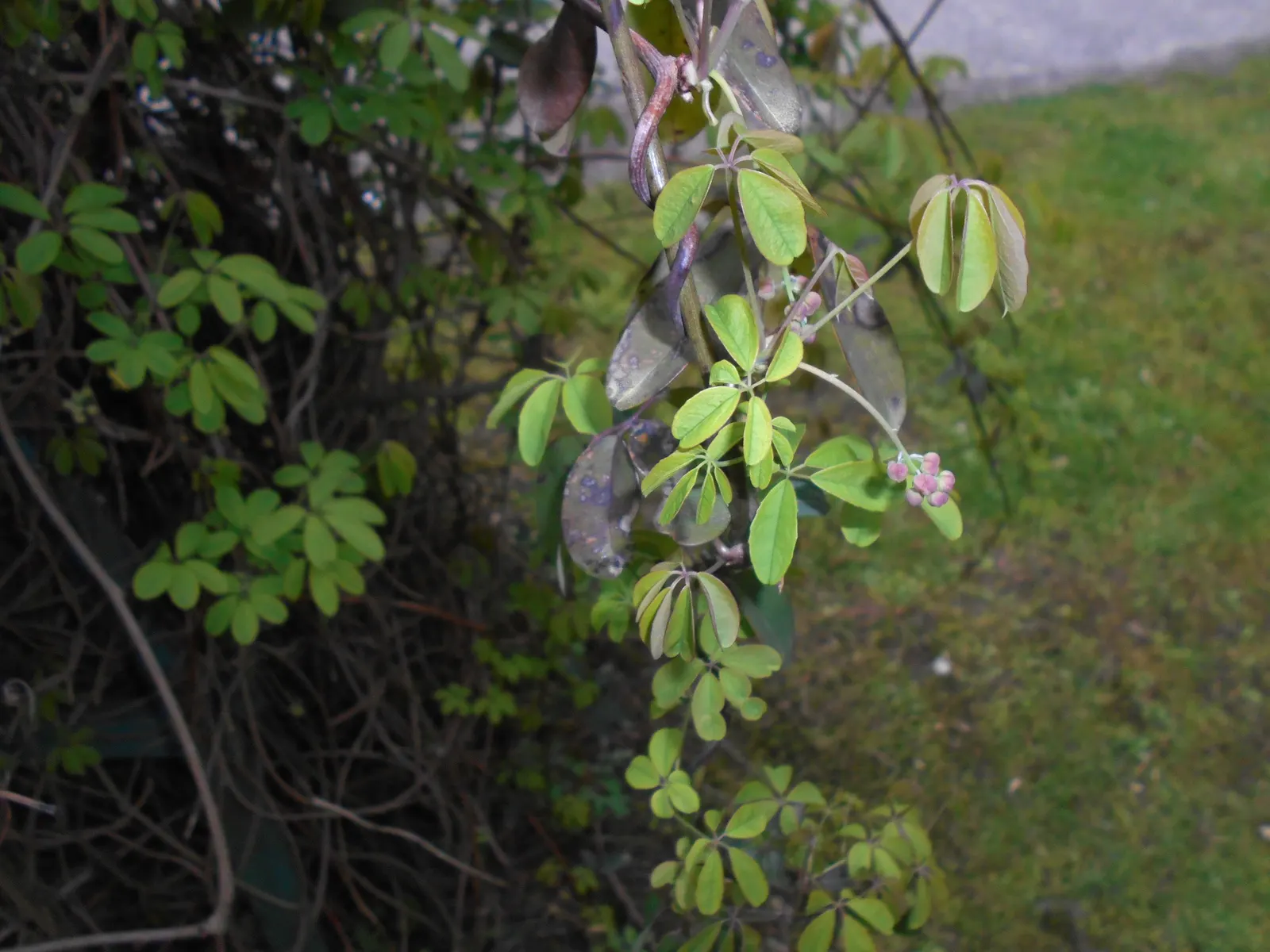Five-Leaf Akebia (Akebia Quinata) — particularly during extended dry periods, image 50