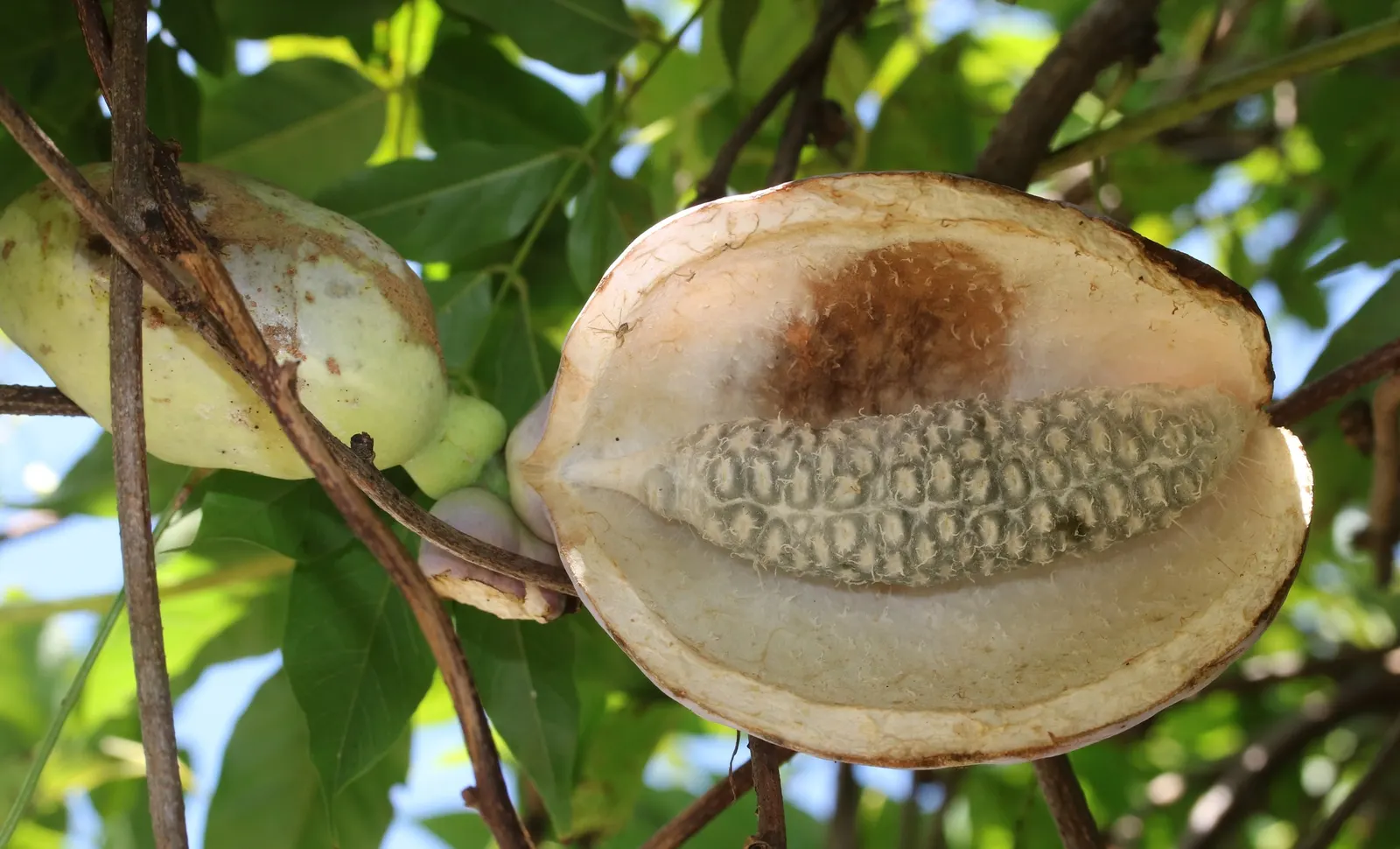 Five-Leaf Akebia (Akebia Quinata) — offering both aesthetic appeal and versatility