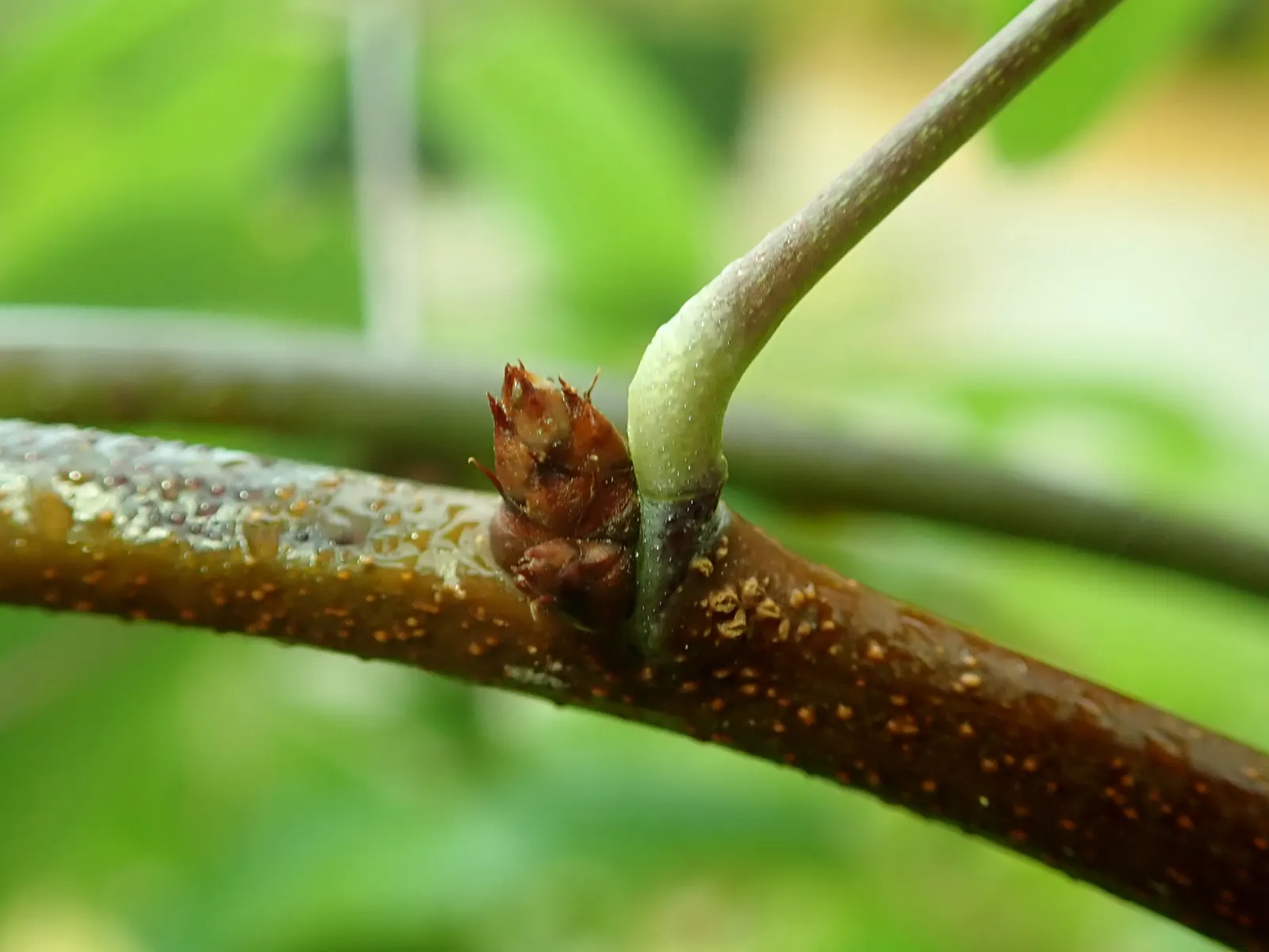 Five-Leaf Akebia (Akebia Quinata) — provided they are well-draining