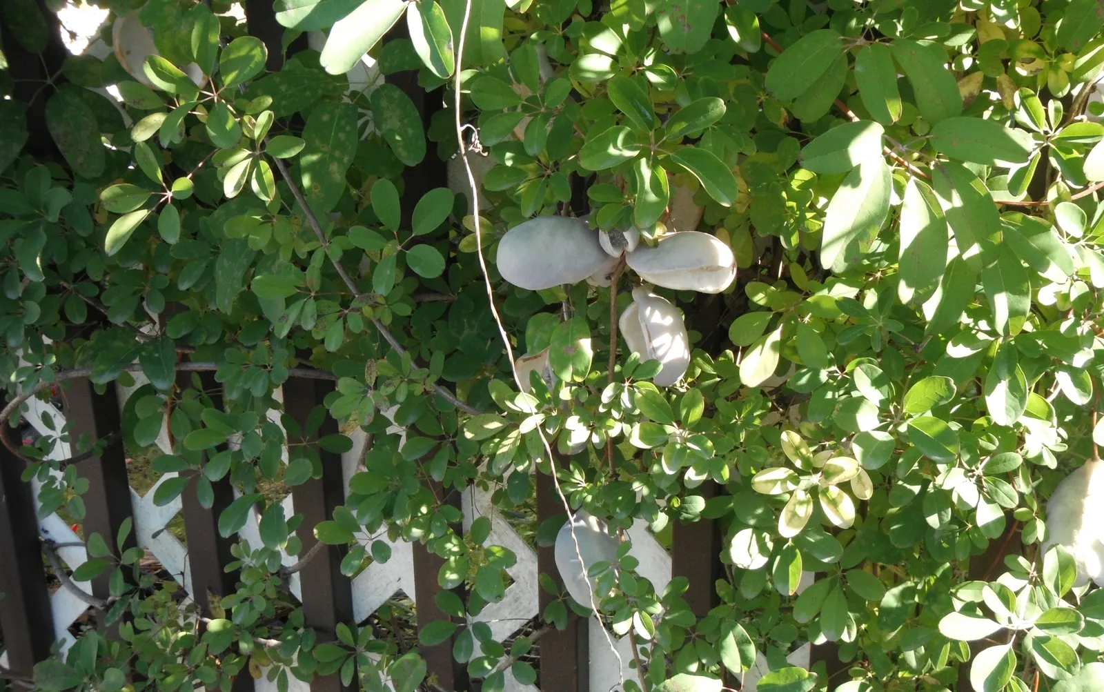 Five-Leaf Akebia (Akebia Quinata) — Pruning is advisable after flowering to maintain shape and size
