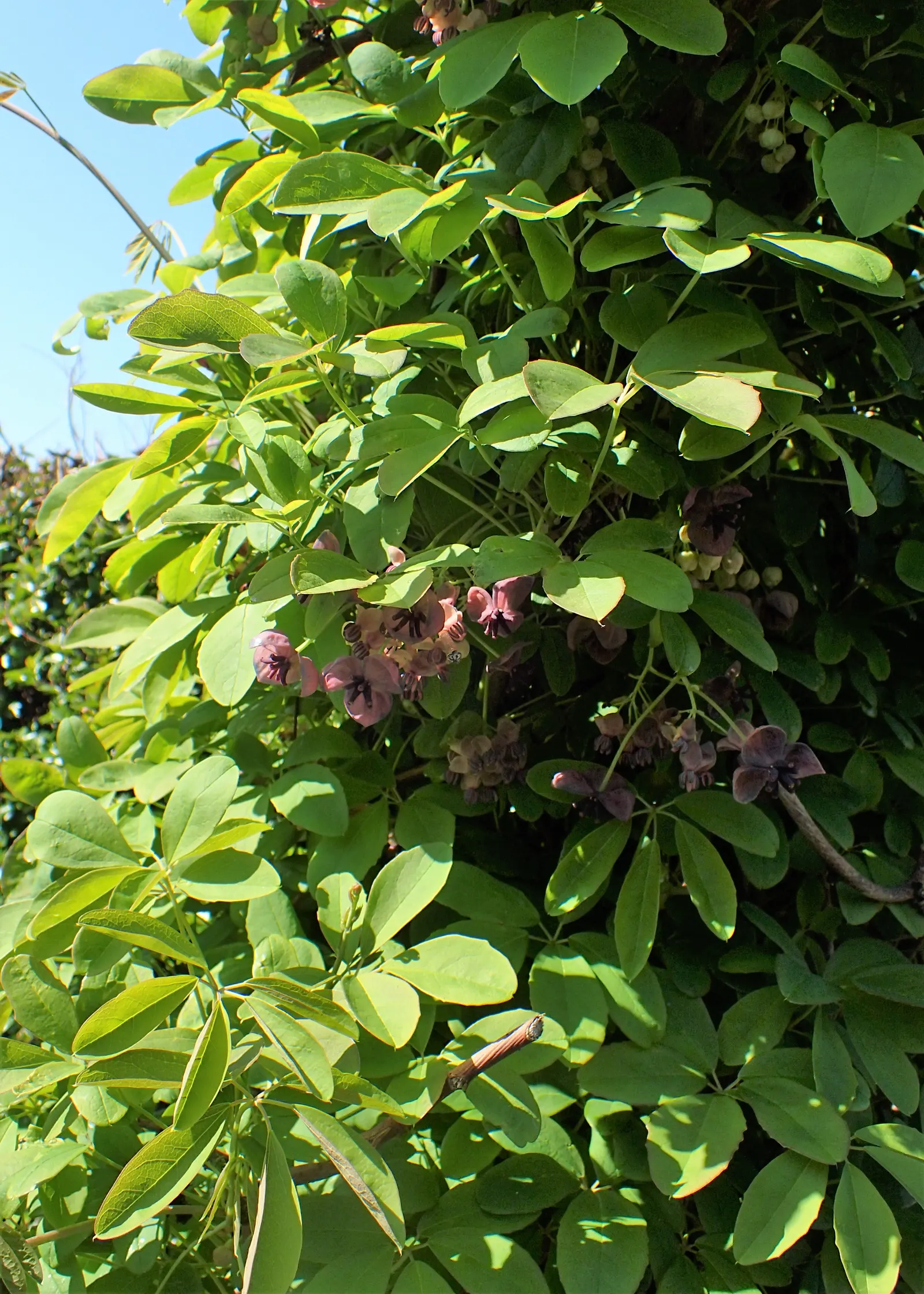 Five-Leaf Akebia (Akebia Quinata) — which are not only attractive but emit a subtle chocolate-like fragrance