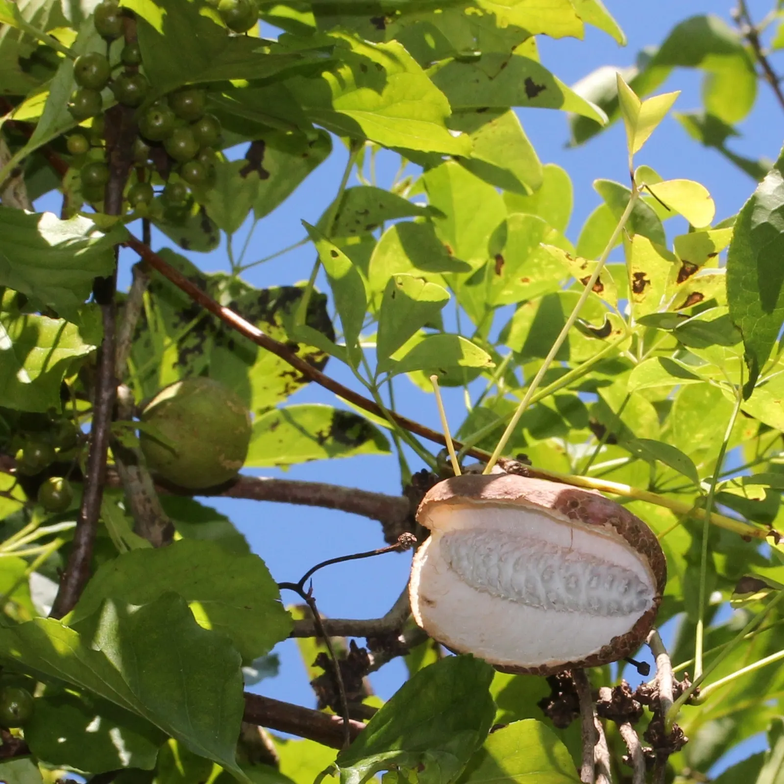 Five-Leaf Akebia (Akebia Quinata) — This semi-evergreen to deciduous climber