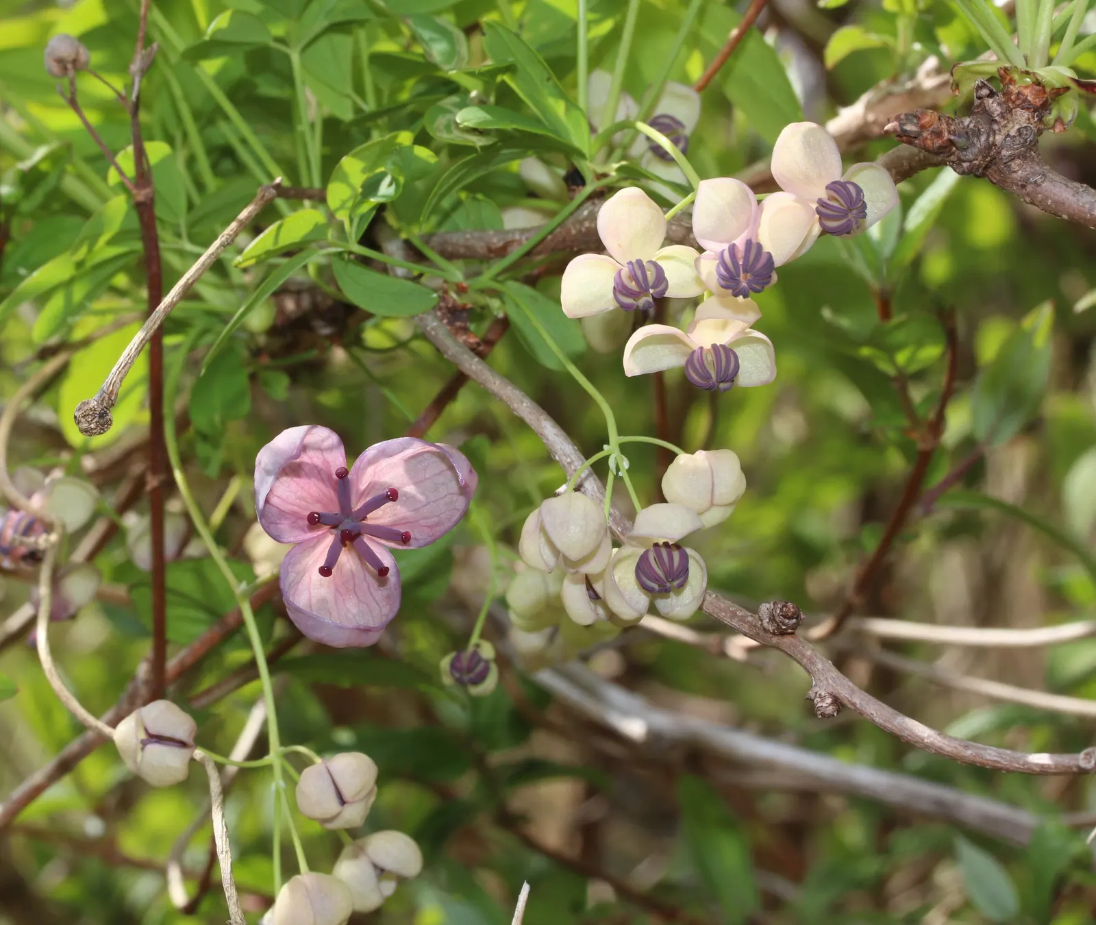 Five-Leaf Akebia (Akebia Quinata) — each approximately 1.5 to 3 inches long; offering both aesthetic appeal and versatility