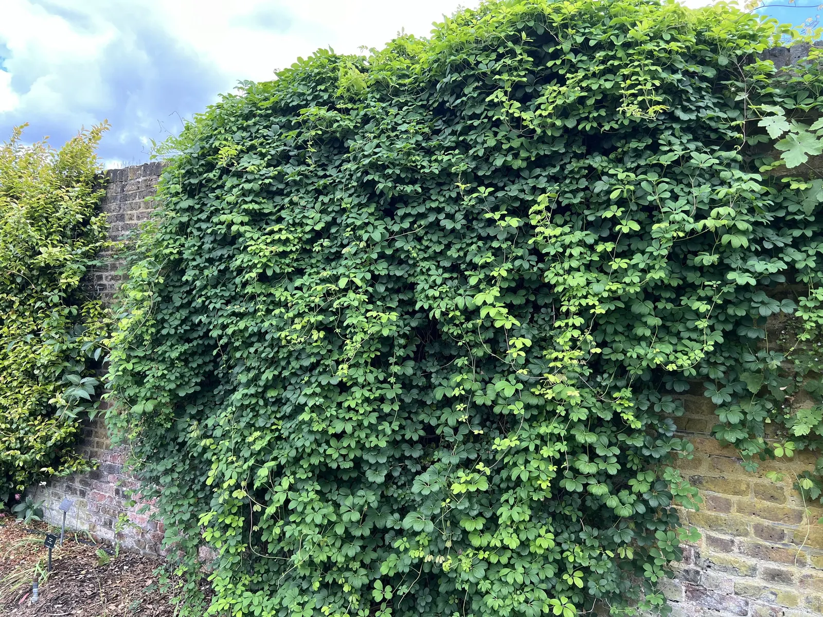 Five-Leaf Akebia (Akebia Quinata) — This twining vine rapidly grows to 20-30 ft., thriving in zones 4-8; with vines that can rapidly extend upwards of 20 to 30