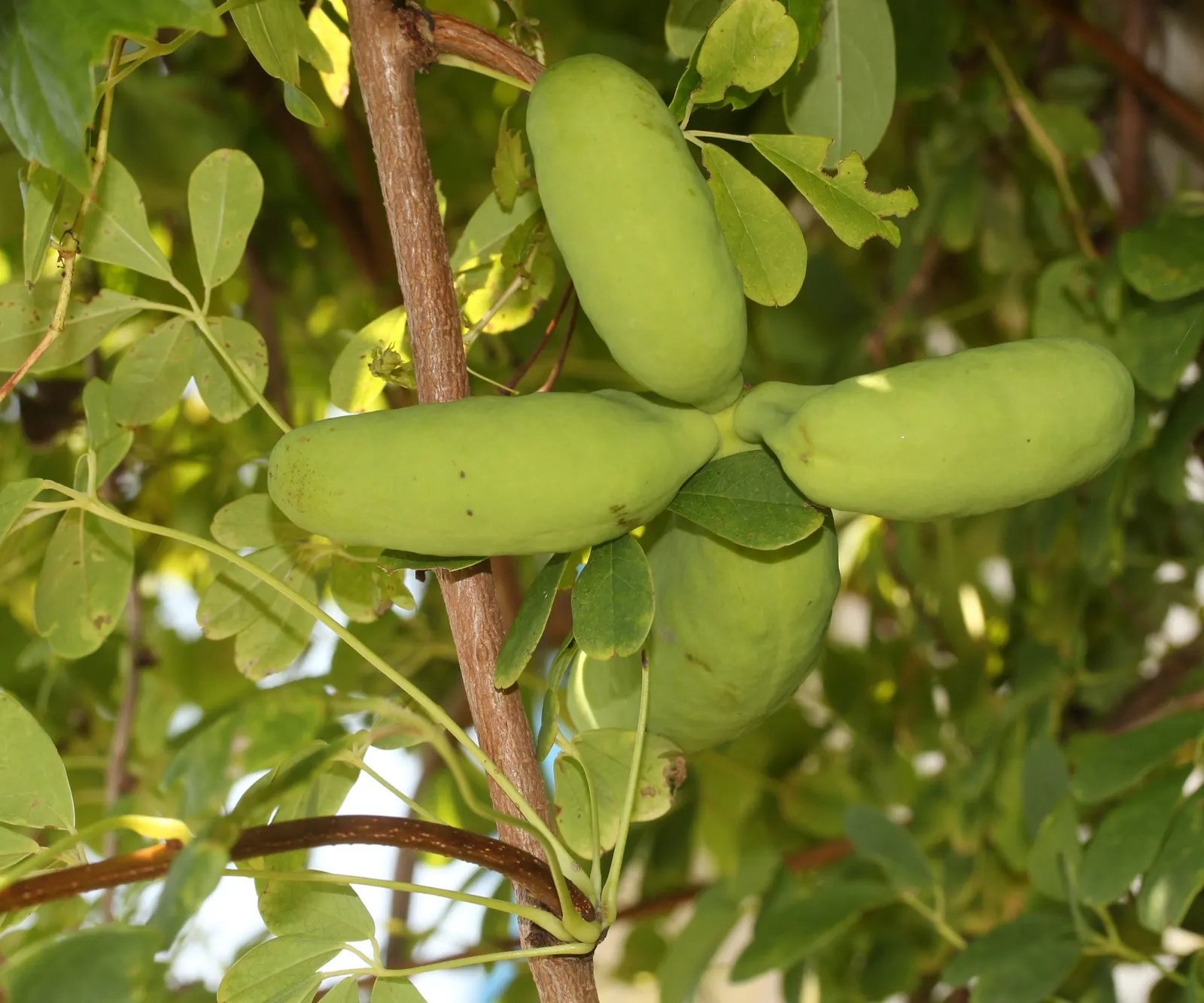 Five-Leaf Akebia (Akebia Quinata) — lending a unique texture and lush green backdrop throughout the growing season