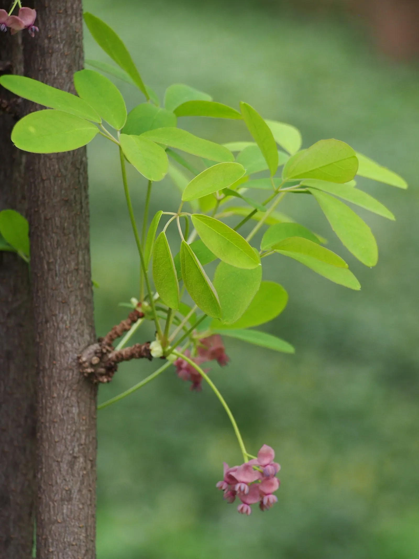 Five-Leaf Akebia (Akebia Quinata) — purple flowers in the garden
