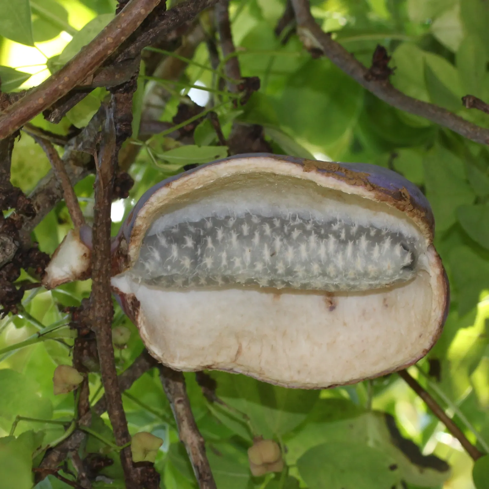 Five-Leaf Akebia (Akebia Quinata) — to keep this climbing beauty healthy and thriving