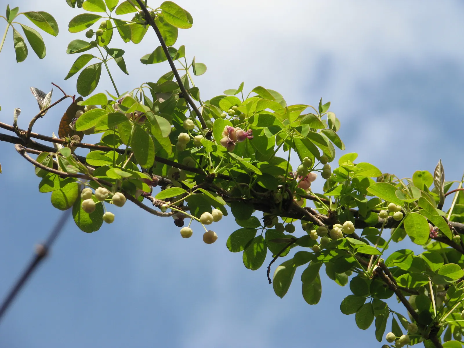 Five-Leaf Akebia (Akebia Quinata) — and promote new bud formation; flourishes in USDA hardiness zones 4 through 8 and can thrive in a range of soil types